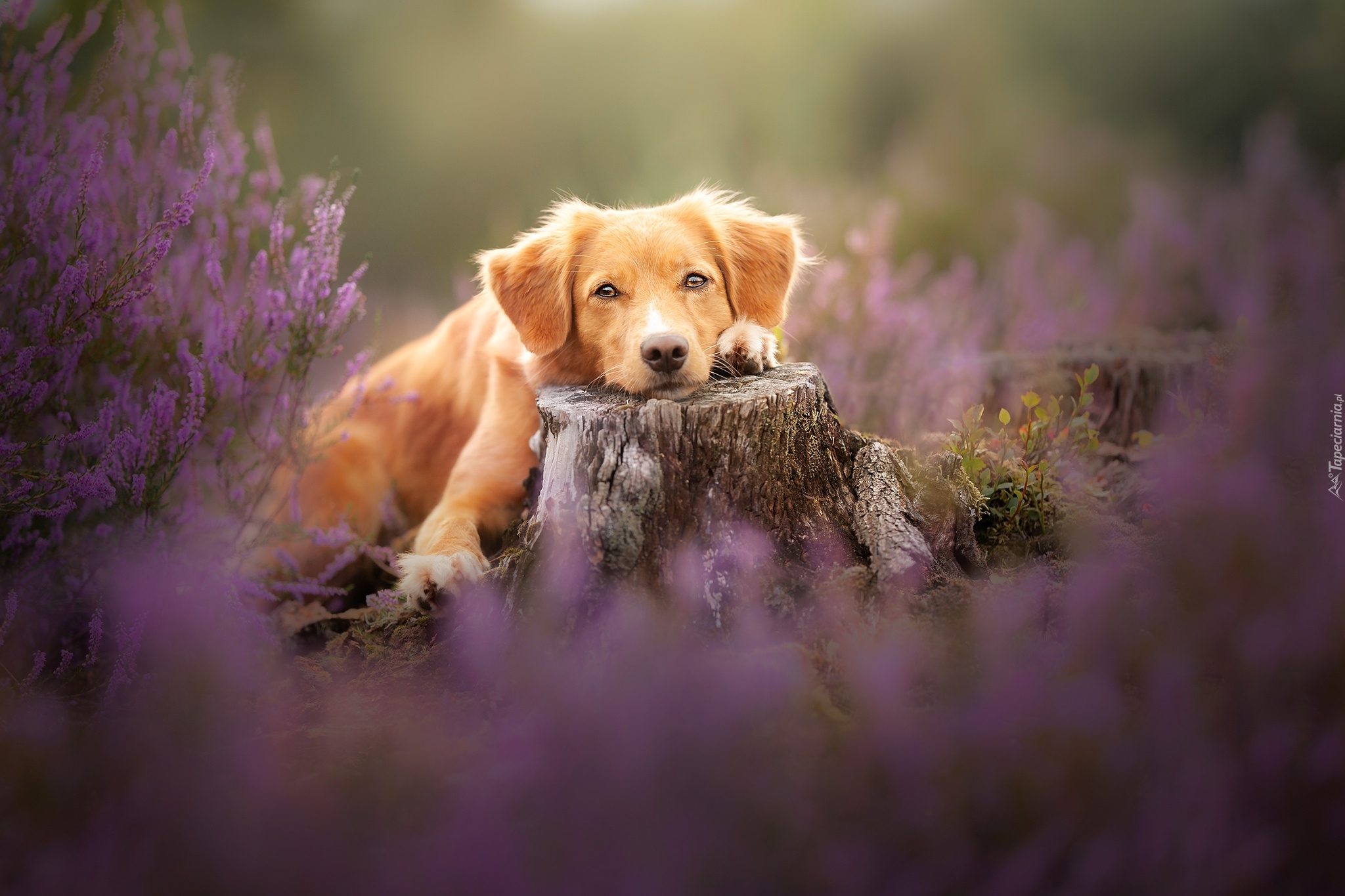 Pies, Retriever z Nowej Szkocji, Wrzosy, Pień