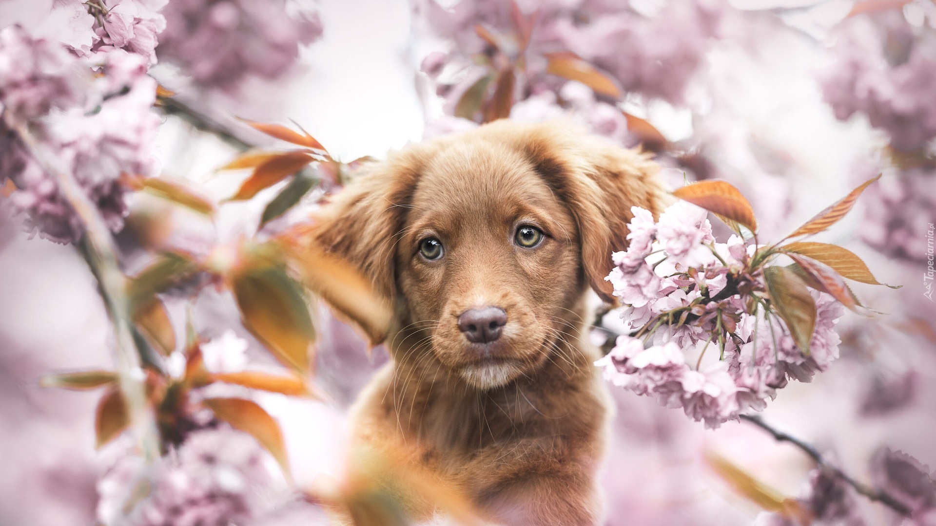 Pies, Brązowy, Szczeniak, Retriever z Nowej Szkocji, Kwiaty, Drzewo owocowe, Rozmycie