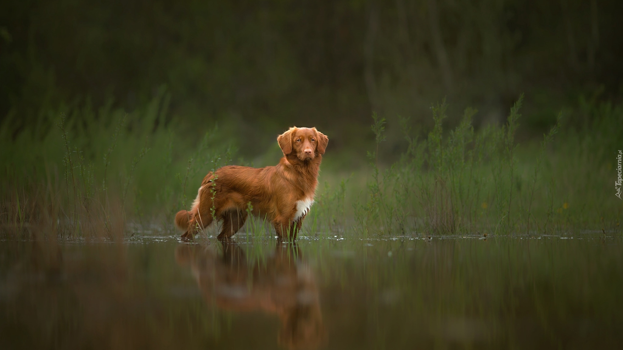 Pies, Retriever z Nowej Szkocji, Woda, Zarośla