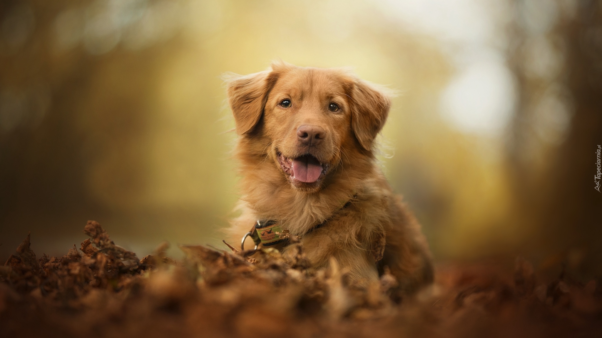 Pies, Retriever z Nowej Szkocji, Mordka, Liście