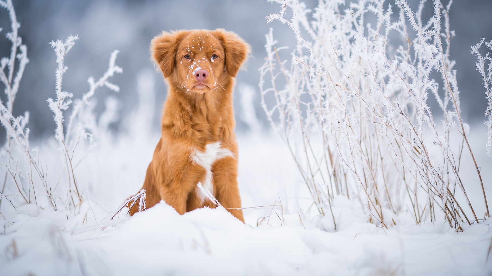 Pies, Retriever z Nowej Szkocji, Śnieg, Rośliny