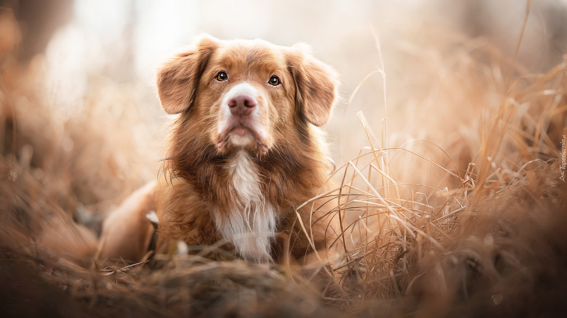 Pies, Retriever z Nowej Szkocji, Trawa