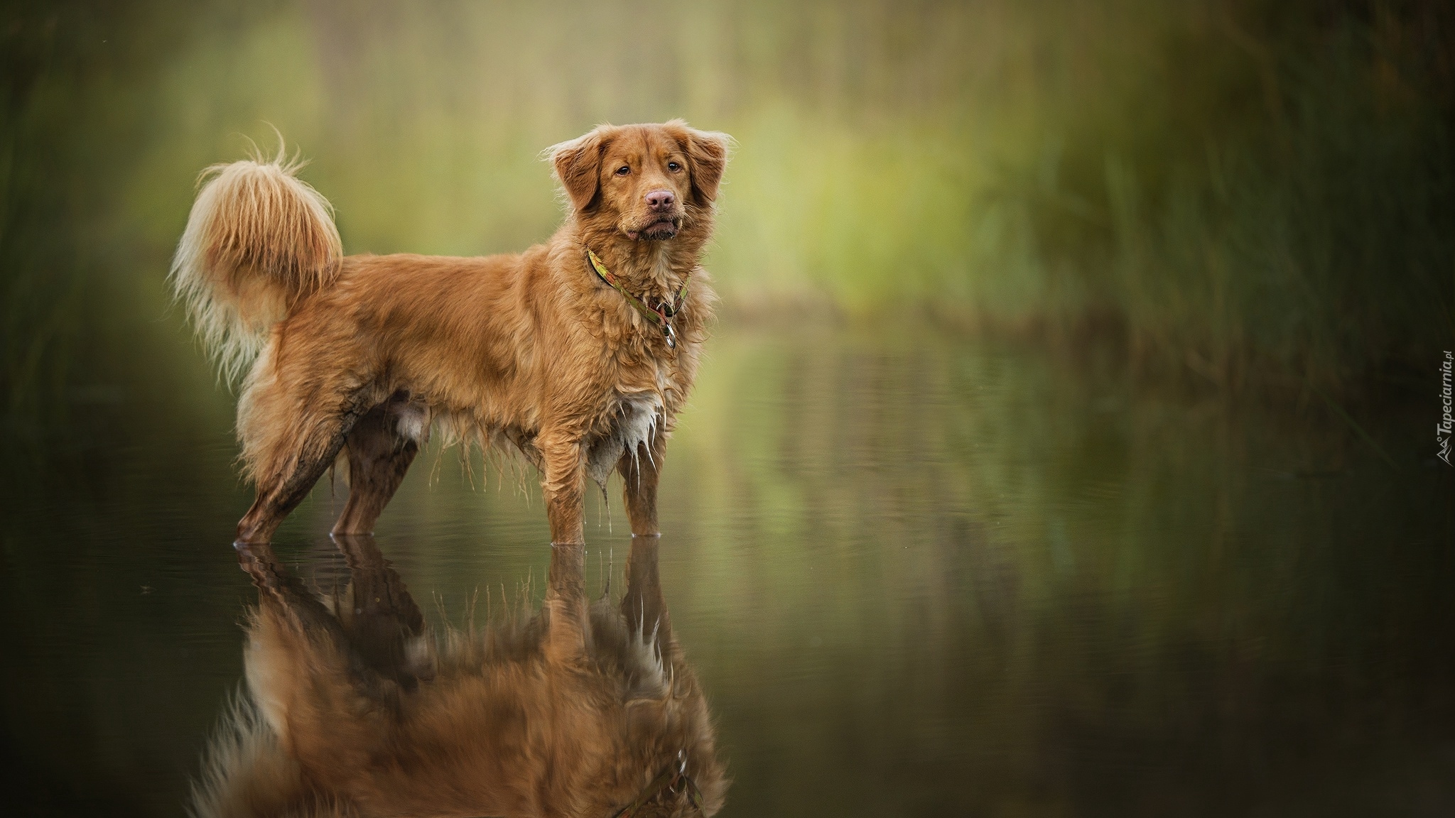 Pies, Retriever z Nowej Szkocji, Woda