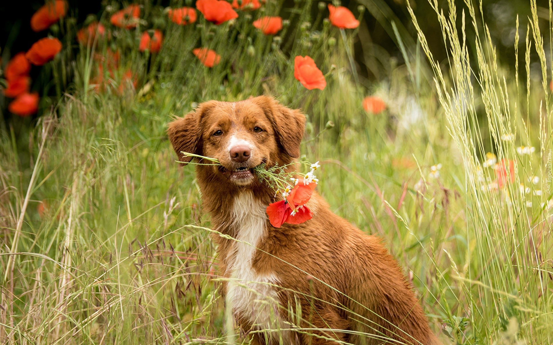 Pies, Retriever z Nowej Szkocji, Maki, Trawa Retriever z Nowej Szkocji