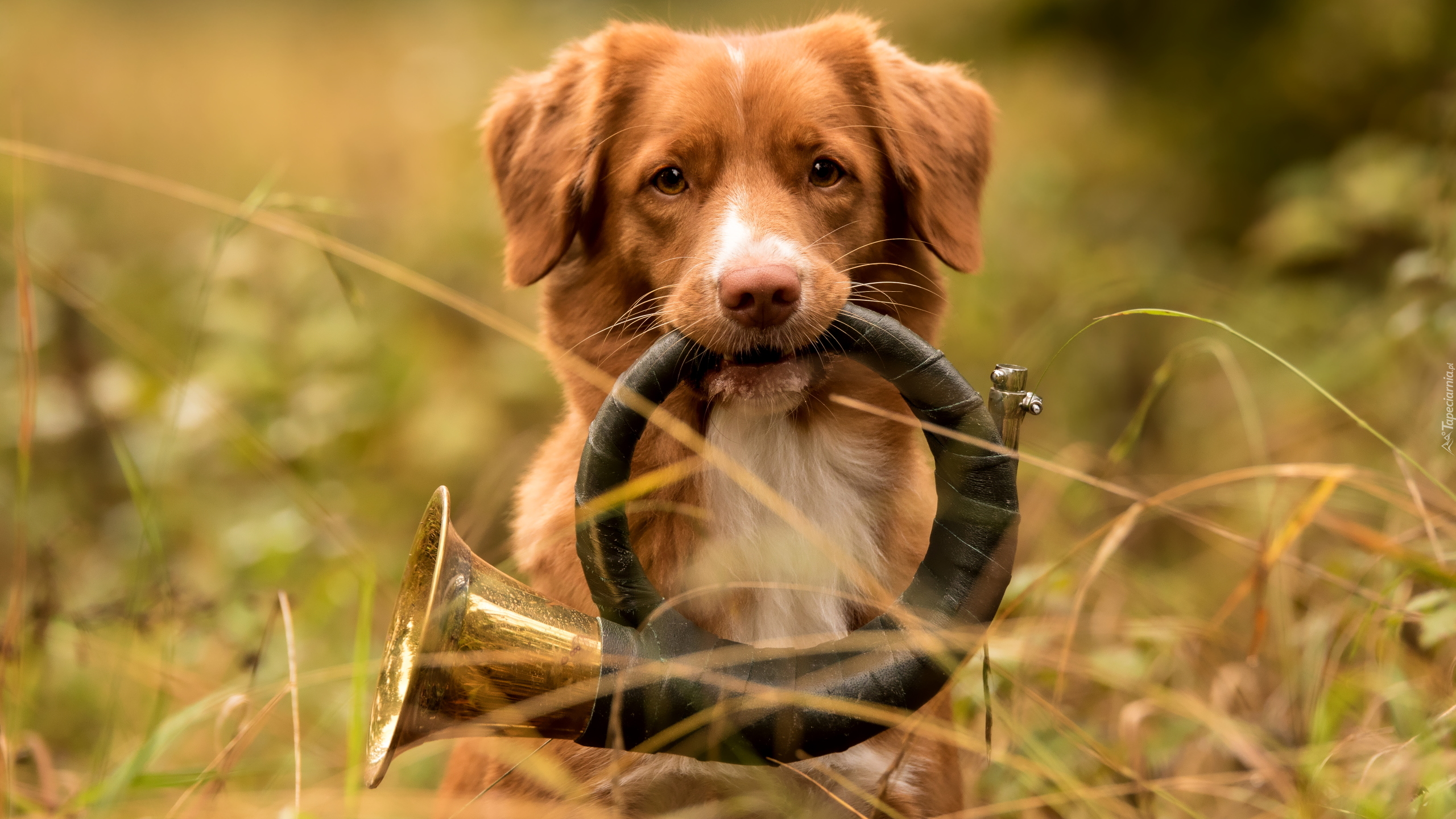 Pies, Retriever z Nowej Szkocji, Trawa, Instrument, Trąbka sygnałowa, Trąbka myśliwska