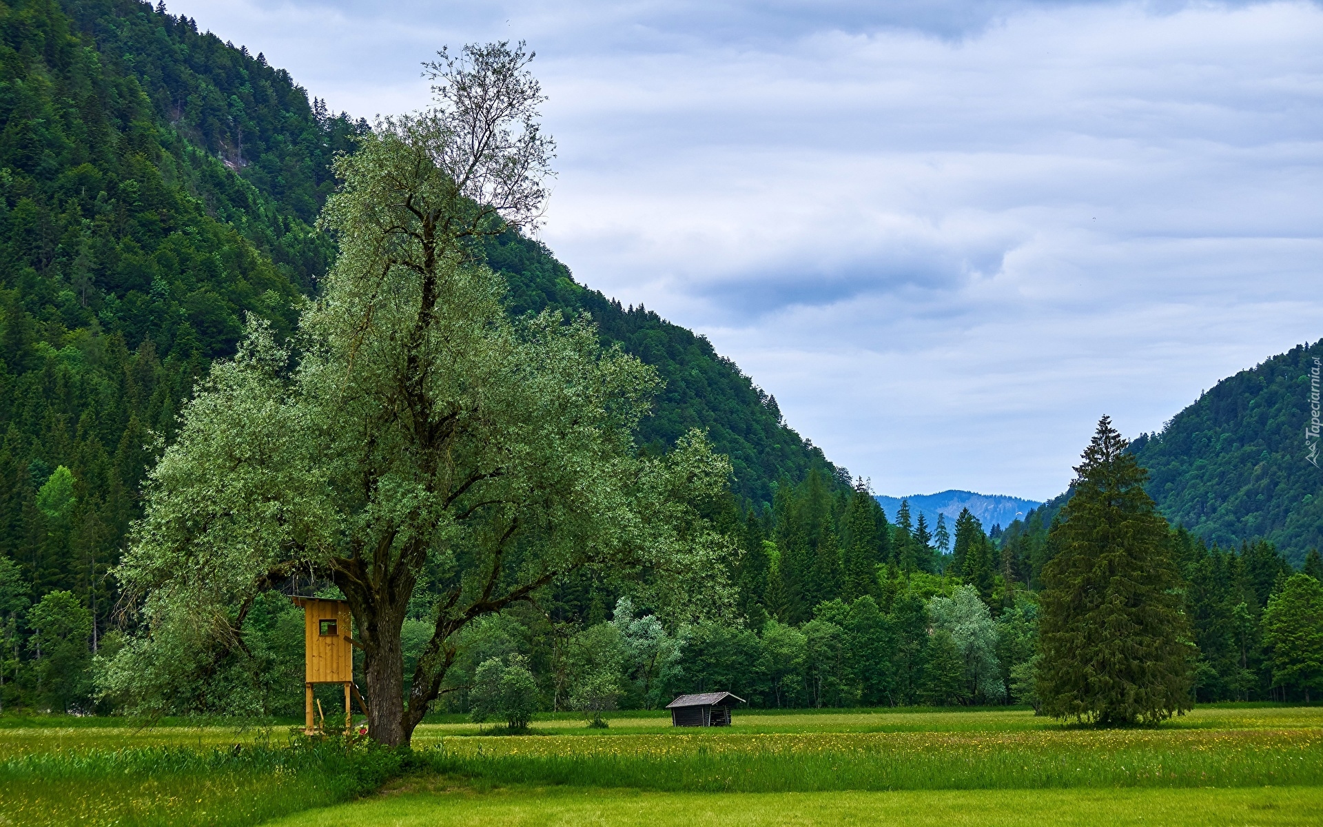 Góry, Alpy, Drzewa, Łąka, Kwiaty, Rezerwat przyrody Hagertal, Gmina Kossen, Tyrol, Austria