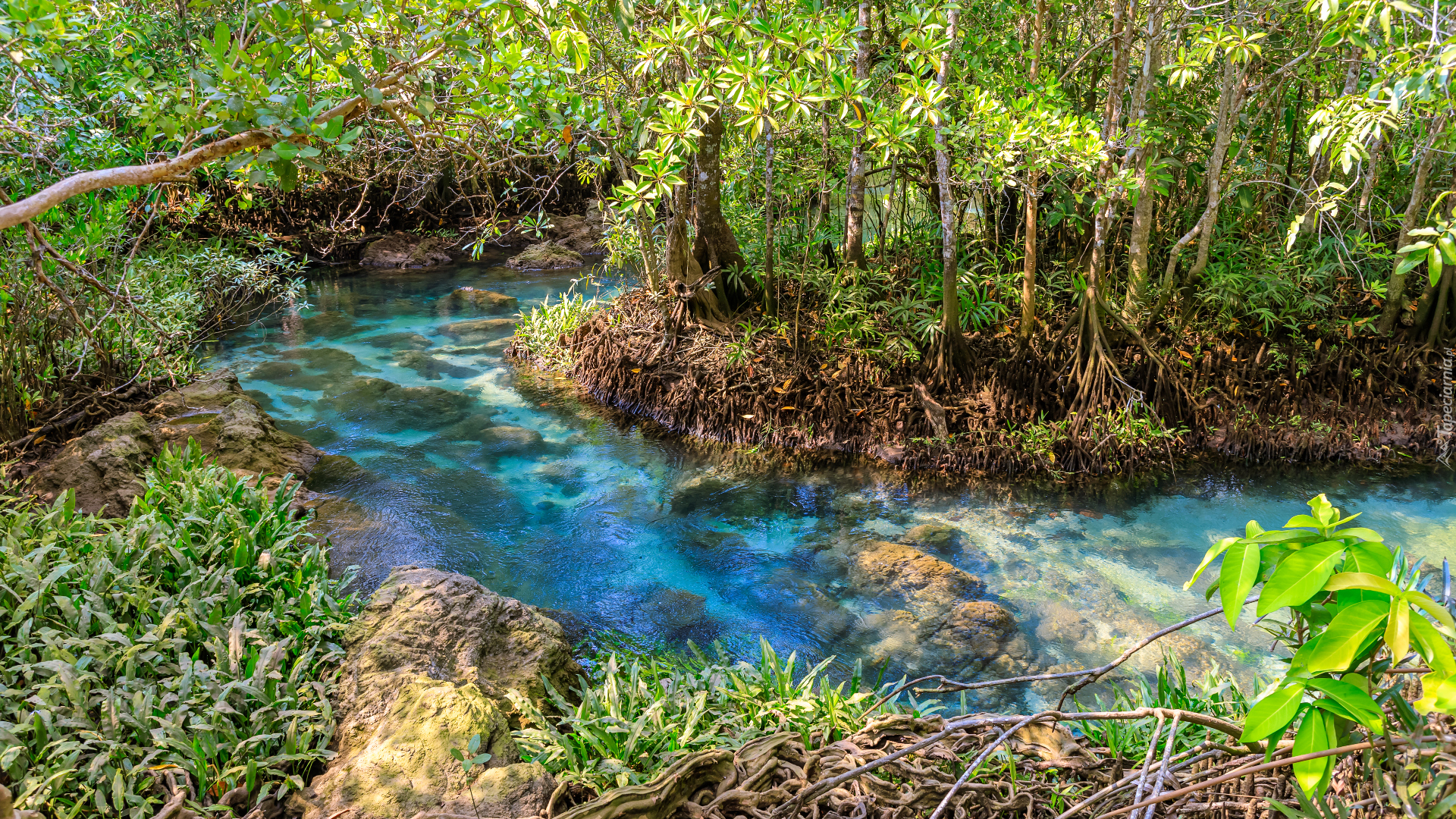 Mokradła, Rośliny, Rezerwat przyrody, Tha Pom Khlong Song Nam Prowincja, Krabi, Tajlandia