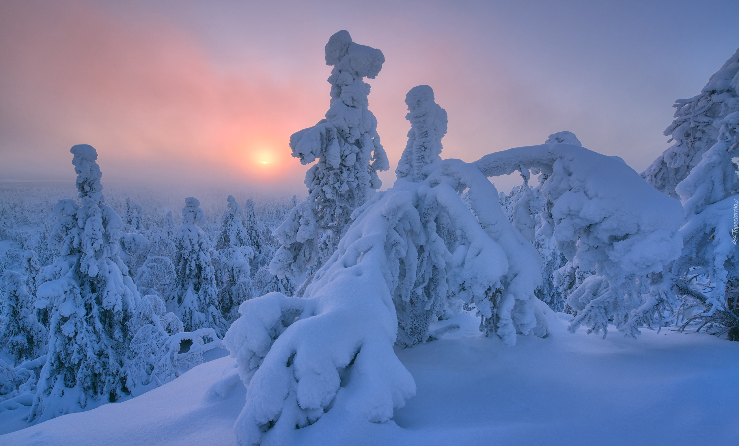 Zima, Drzewa, Mgła, Wschód słońca, Wzgórze, Rezerwat Valtavaara, Laponia, Finlandia