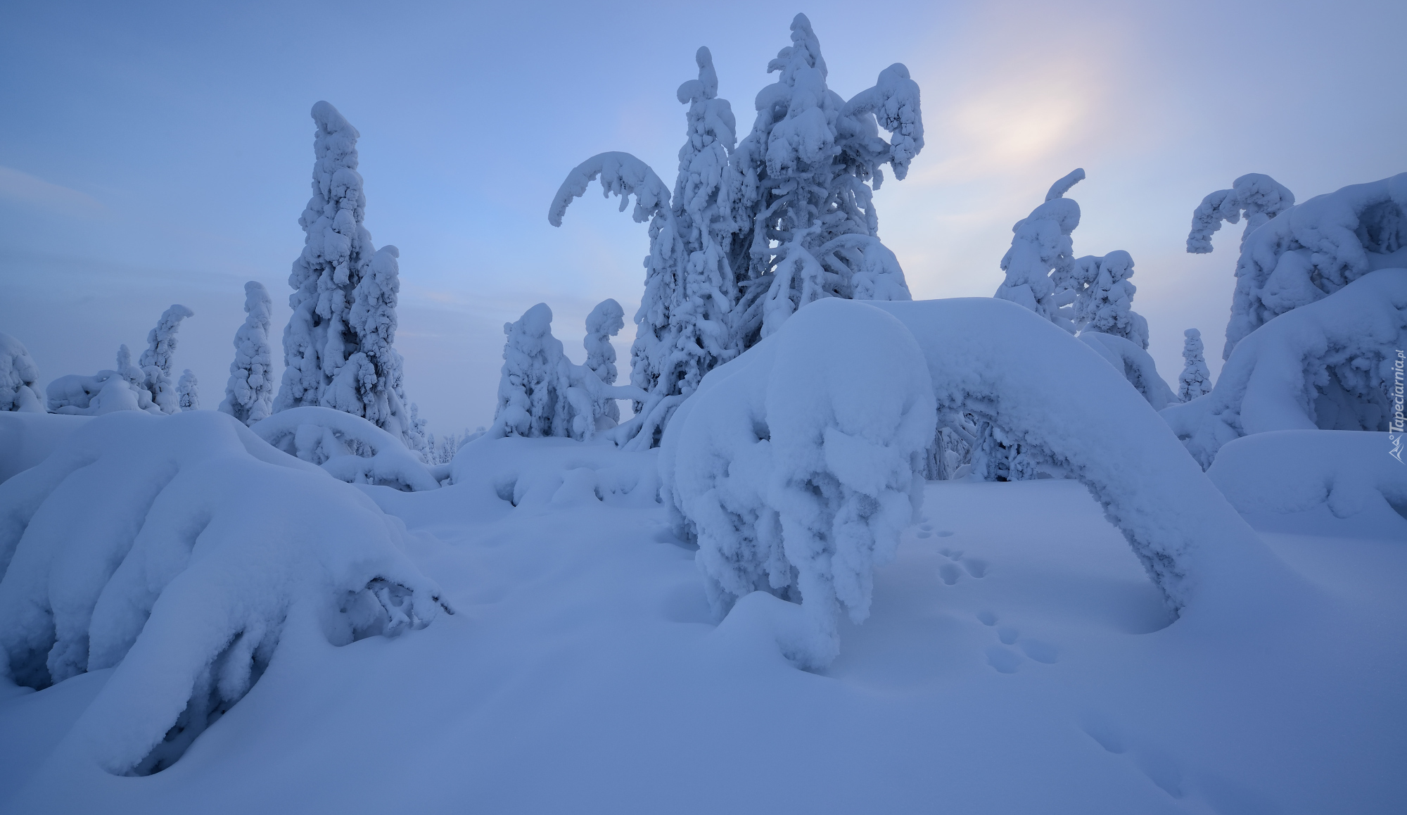 Zima, Śnieg, Drzewa, Rezerwat Valtavaara, Laponia, Finlandia