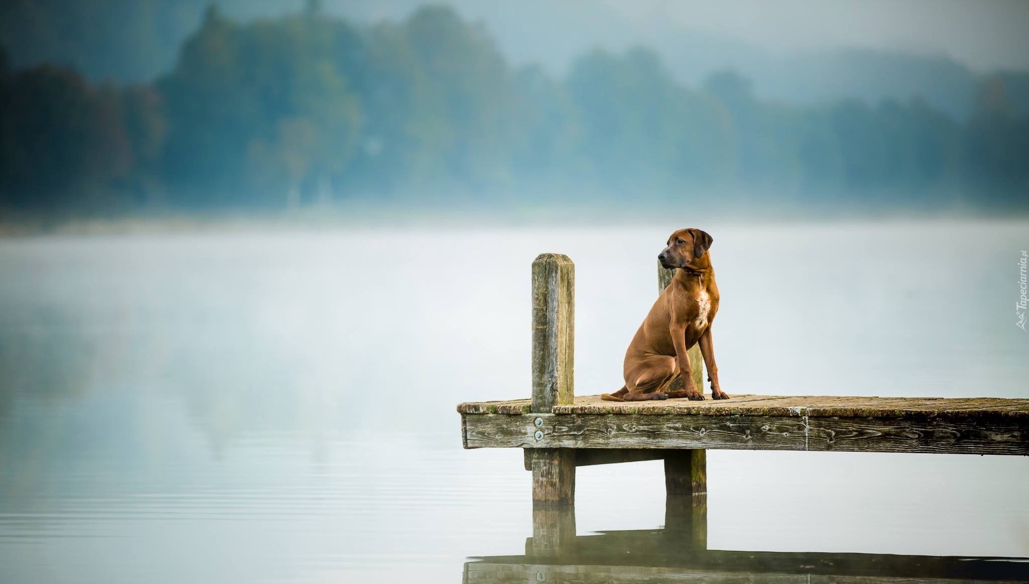 Pomost, Pies, Rhodesian ridgeback, Jezioro, Mgła