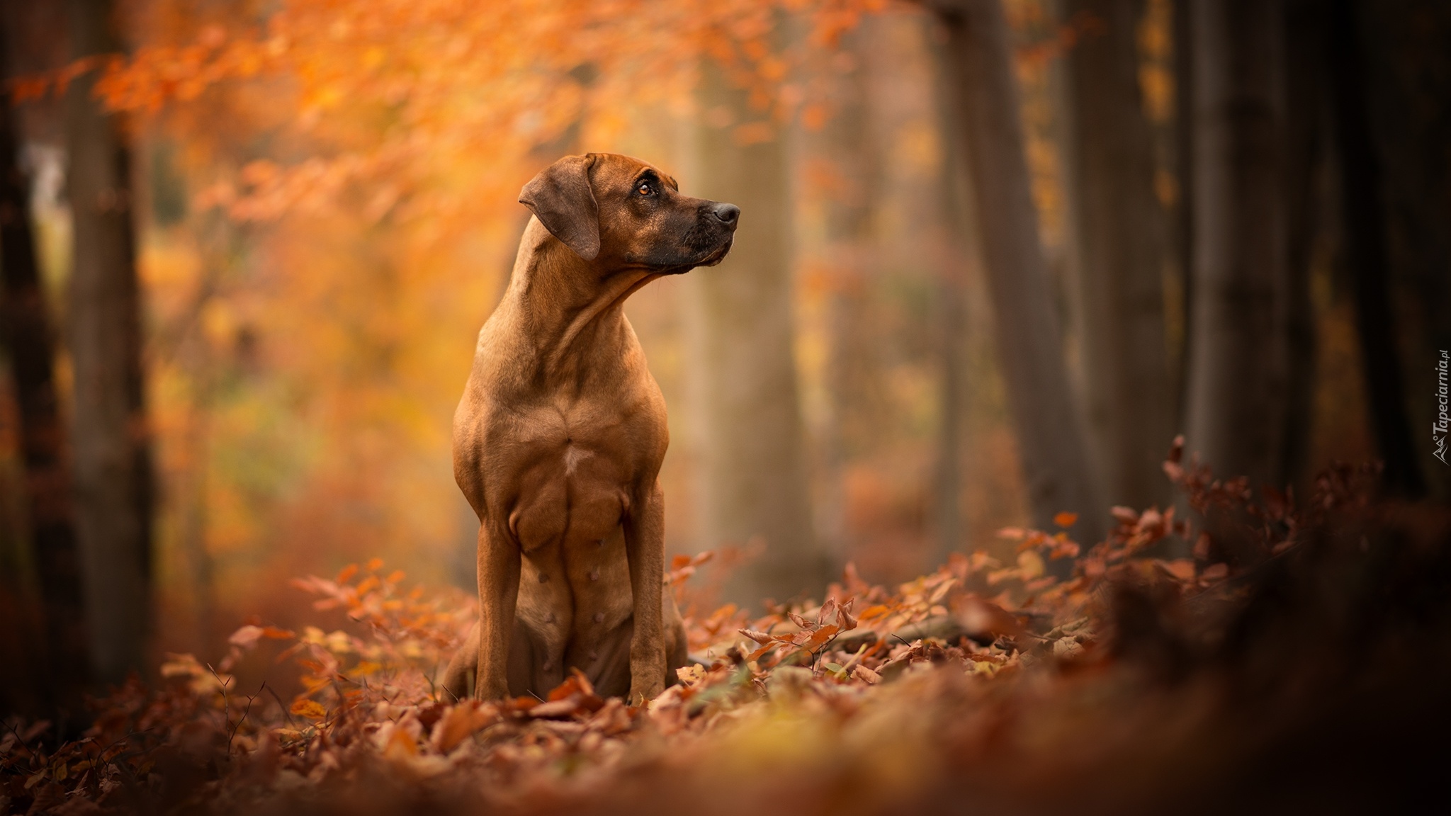 Pies, Rhodesian ridgeback, Liście