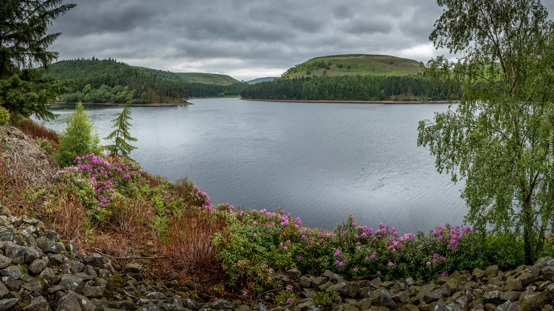 Anglia, Derbyshire, Peak District, Jezioro, Wzgórza, Las, Drzewa, Kwiaty, Rododendrony, Kamienie, Chmury