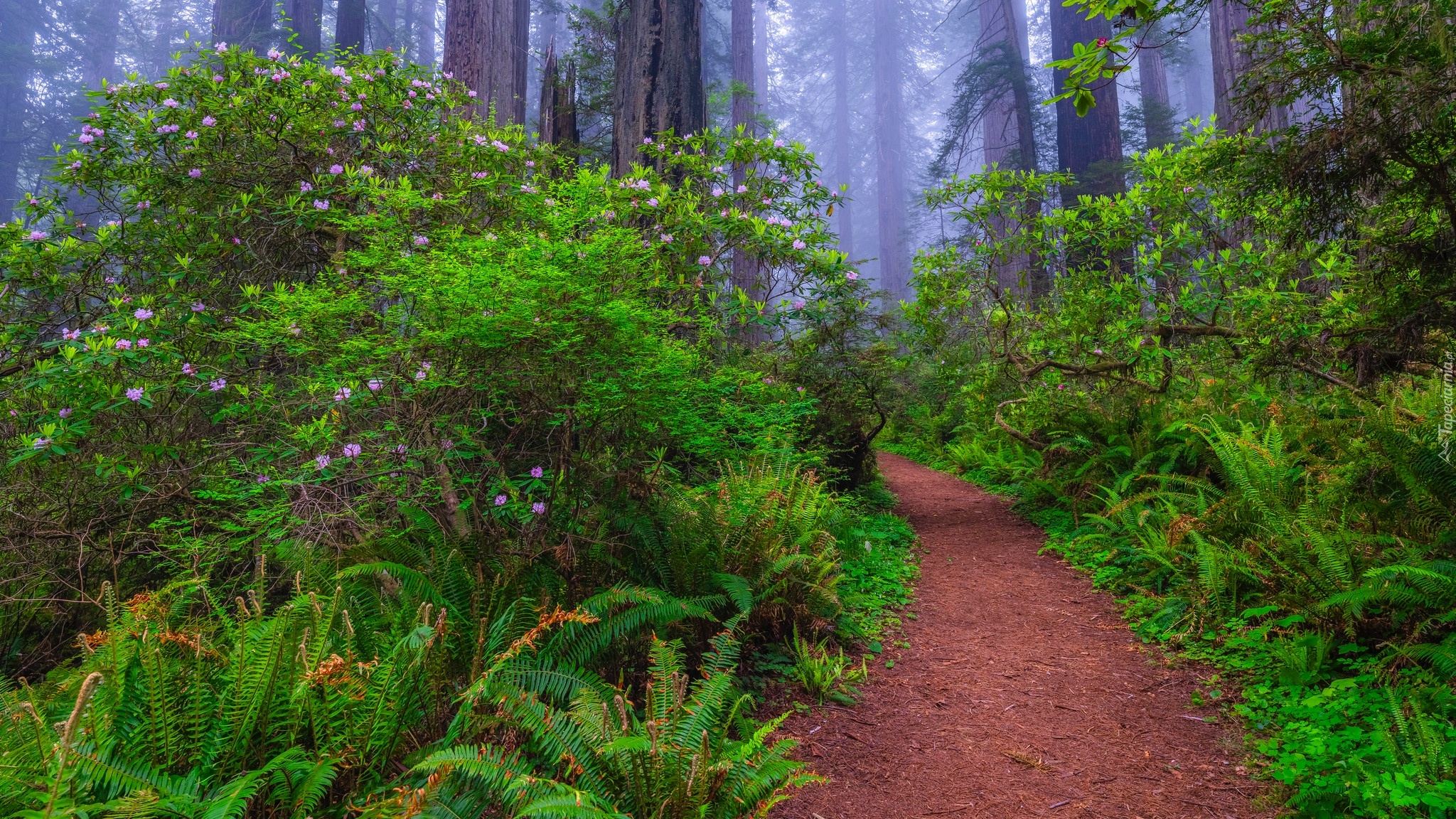 Stany Zjednoczone, Kalifornia, Park Narodowy Redwood, Paprocie, Różanecznik, Ścieżka, Mgła