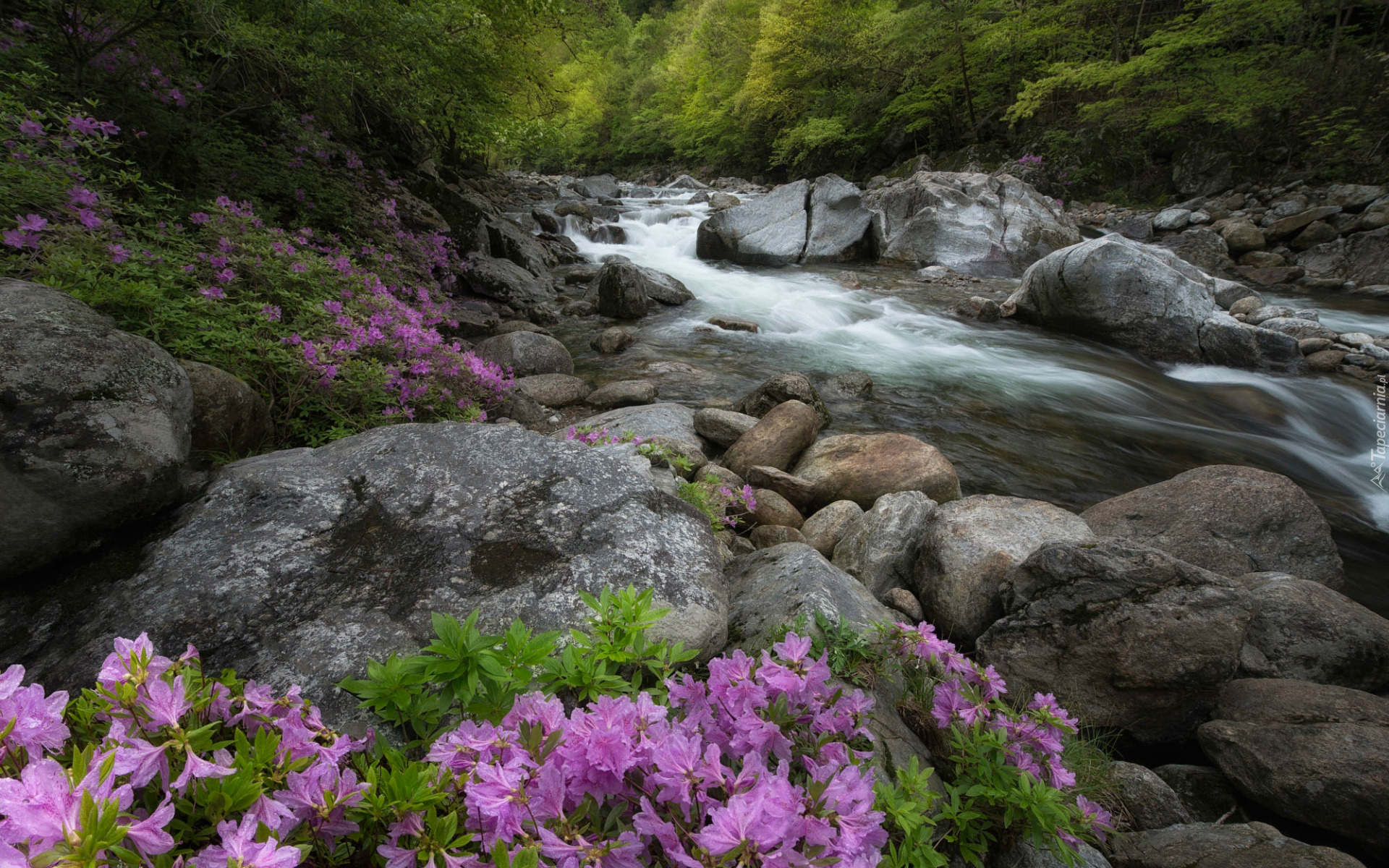 Las, Drzewa, Rzeka, Kamienie, Różowe, Rododendrony, Azalie