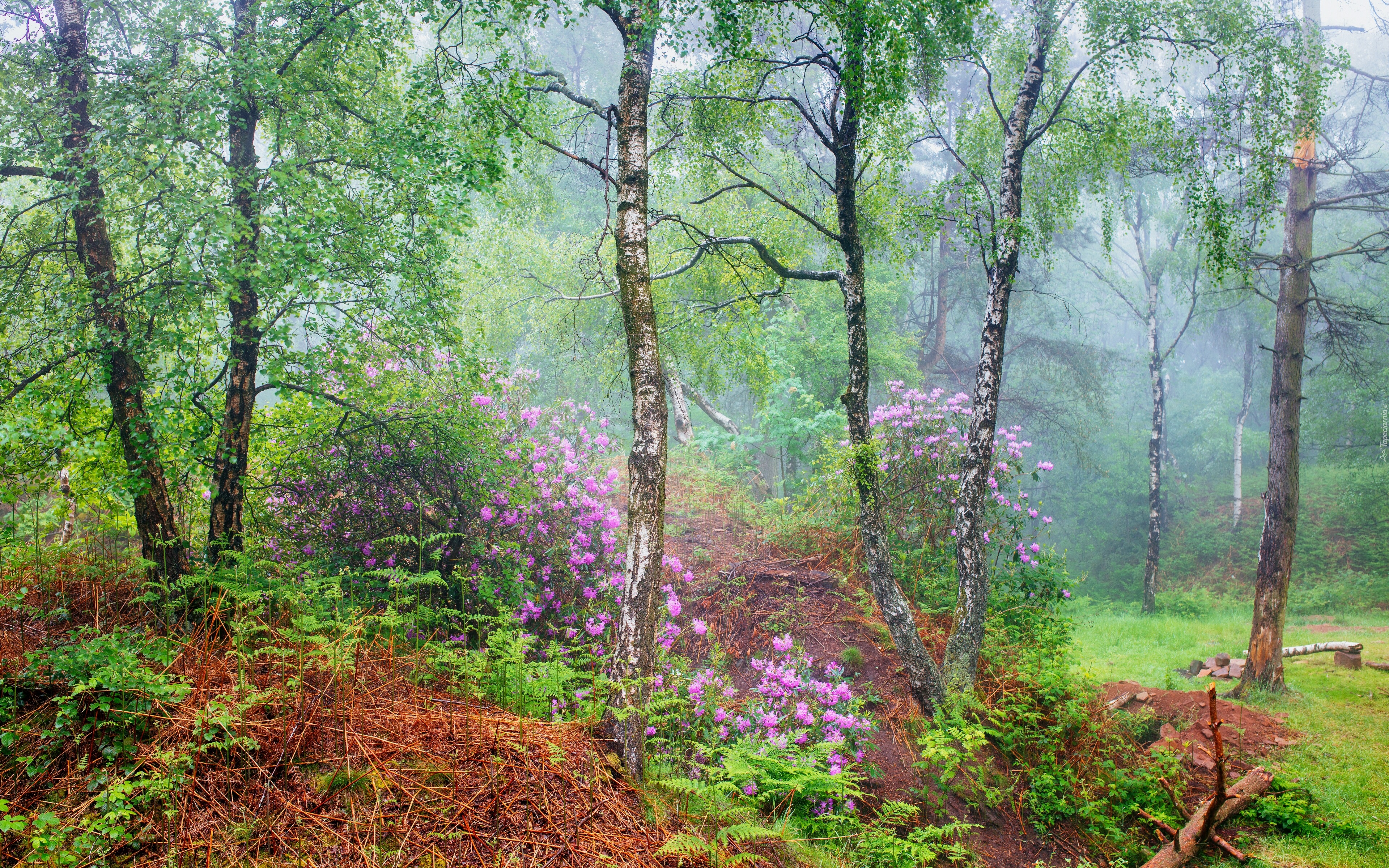 Lato, Las, Brzozy, Liście, Kwiaty, Rododendrony, Różaneczniki, Park Narodowy Peak District, Hrabstwo Derbyshire, Anglia