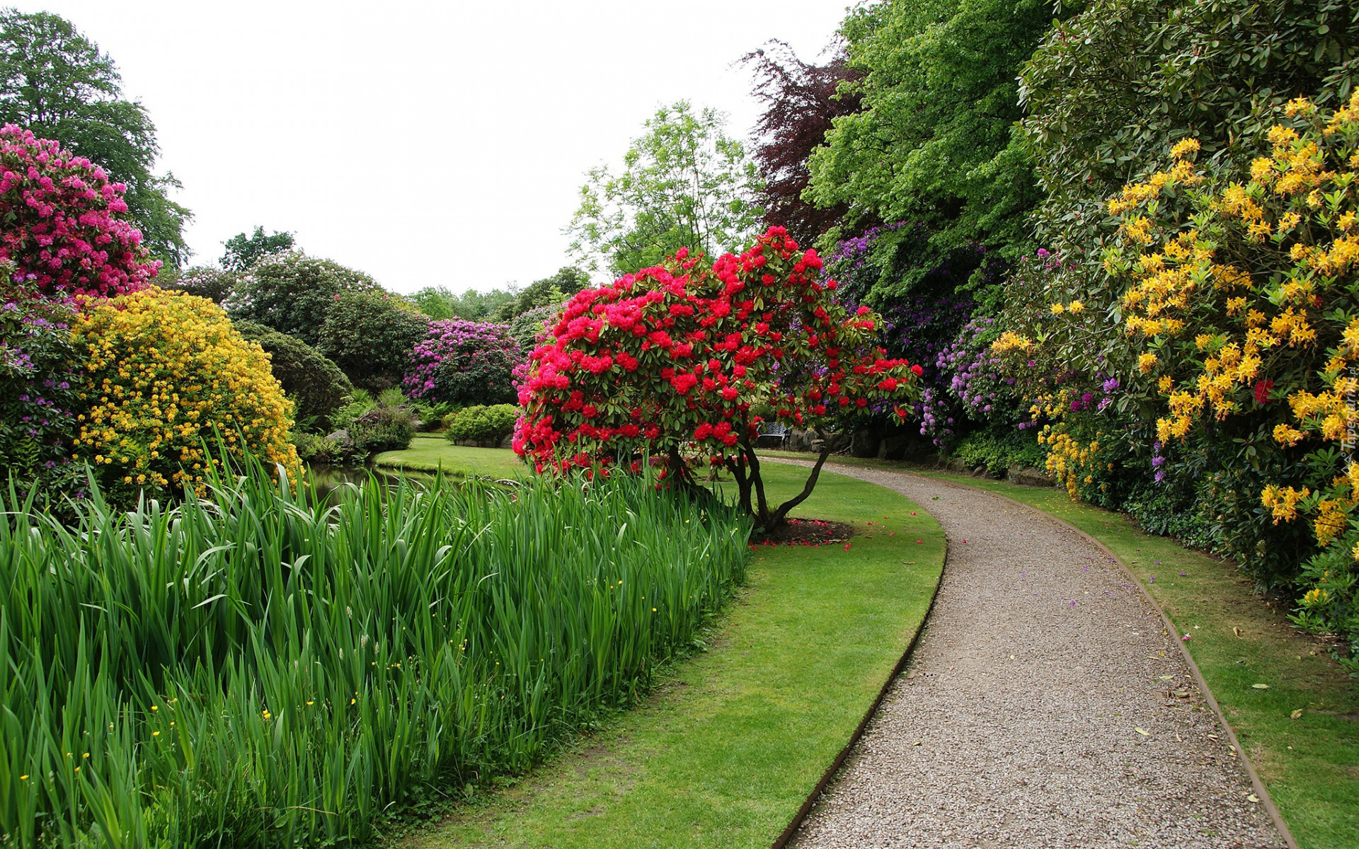 Park, Ogród Biddulph Grange, Alejka, Drzewa, Różaneczniki, Kwiaty, Biddulph, Anglia