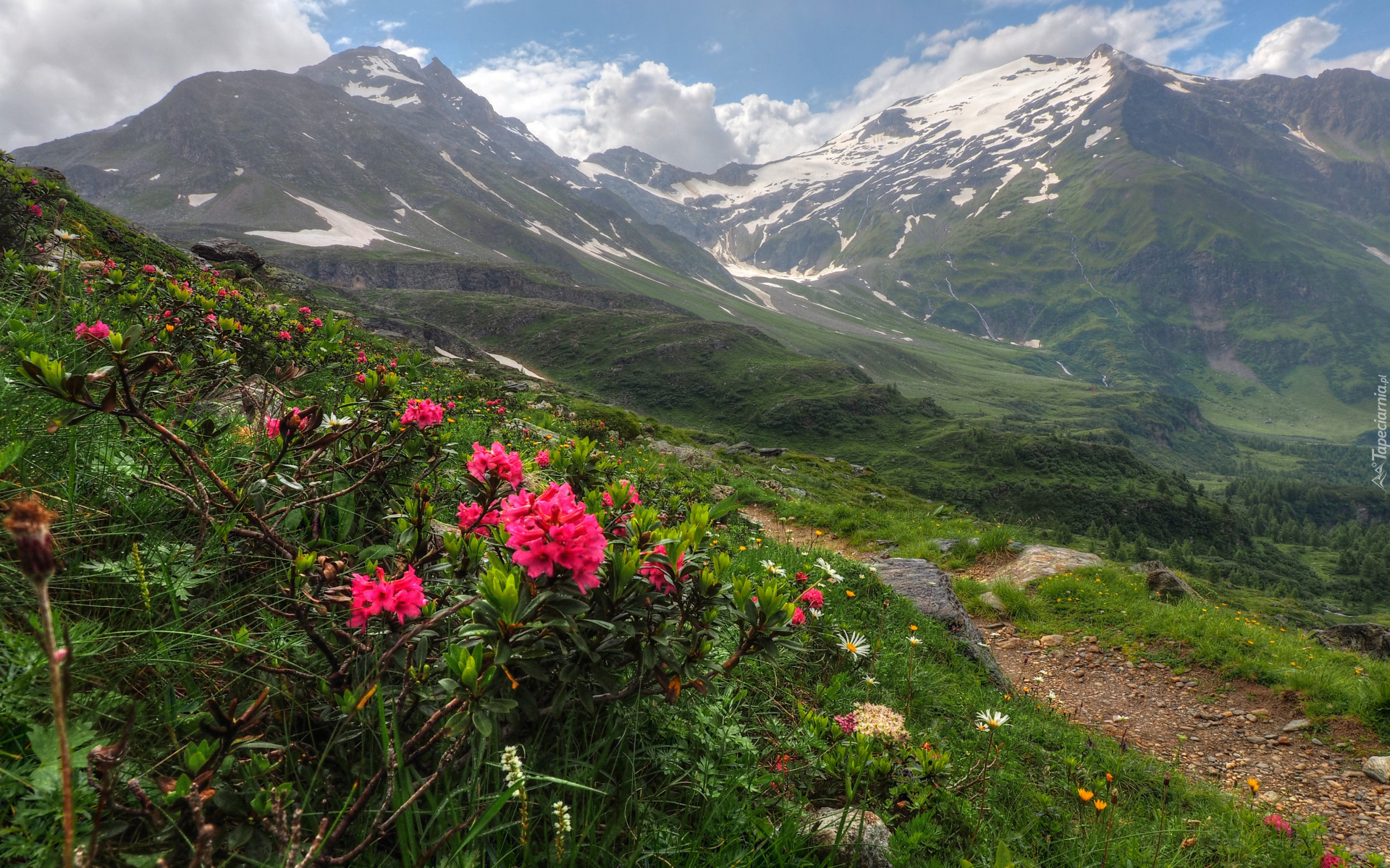 Góry, Ścieżka, Trawa, Kwiaty, Rododendron, Dolina