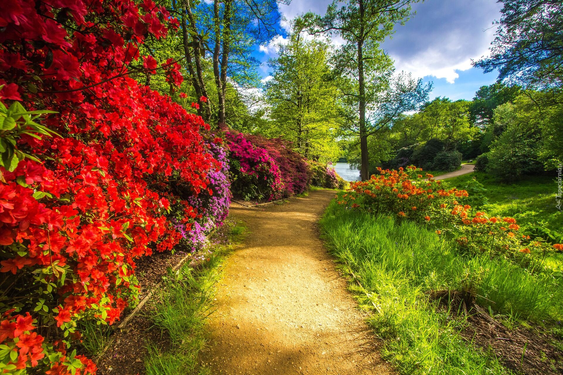 Park, Krzewy, Kwiaty, Rododendrony, Ścieżka, Staw, Drzewa, Niebo