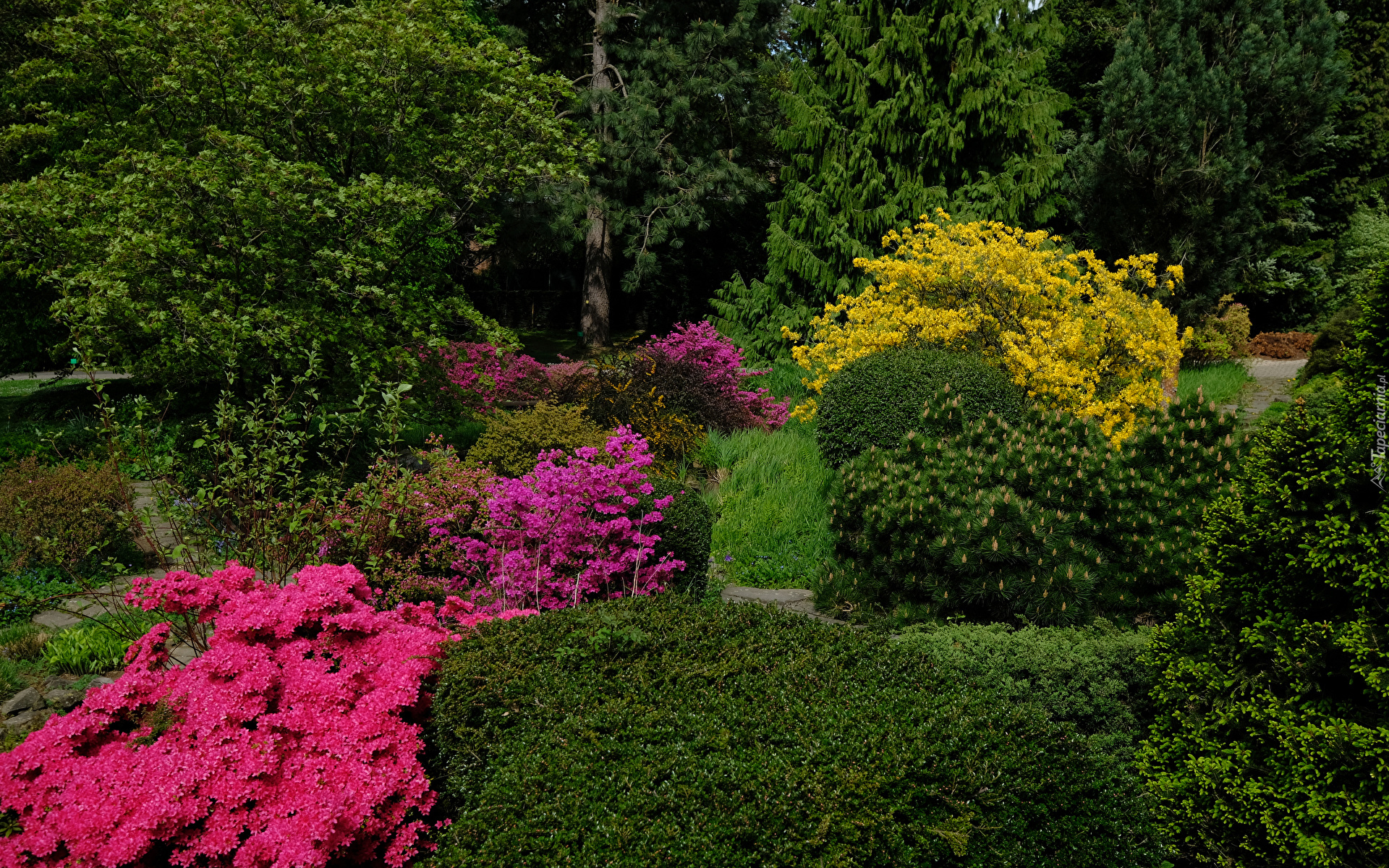 Ogród, Park, Krzewy, Rododendrony, Drzewa