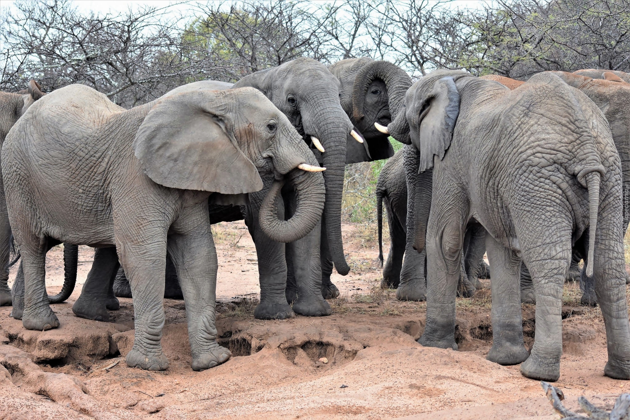 Słonie, Rodzina, Drzewa