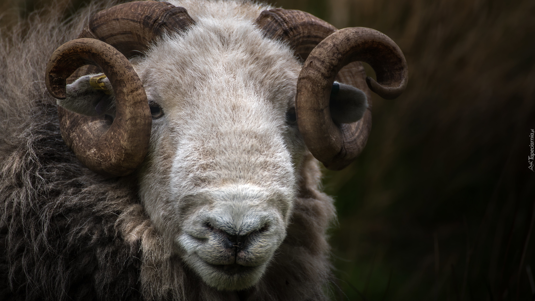 Owca, Herdwick, Rogi