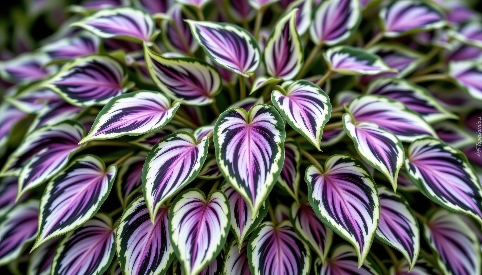 Zielono-fioletowe, Liście, Roślina