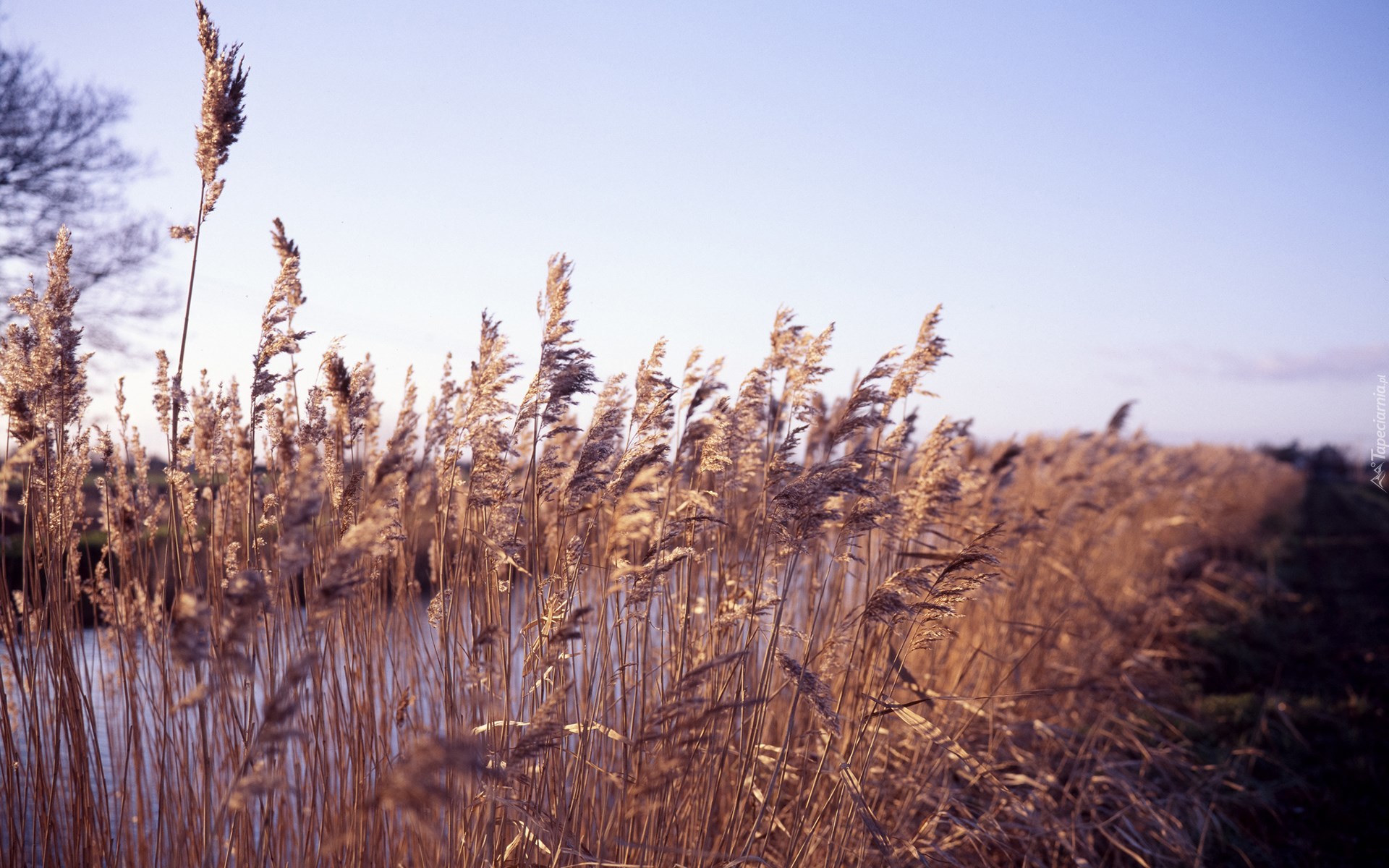 Rzeka, Rośliny, Trawy