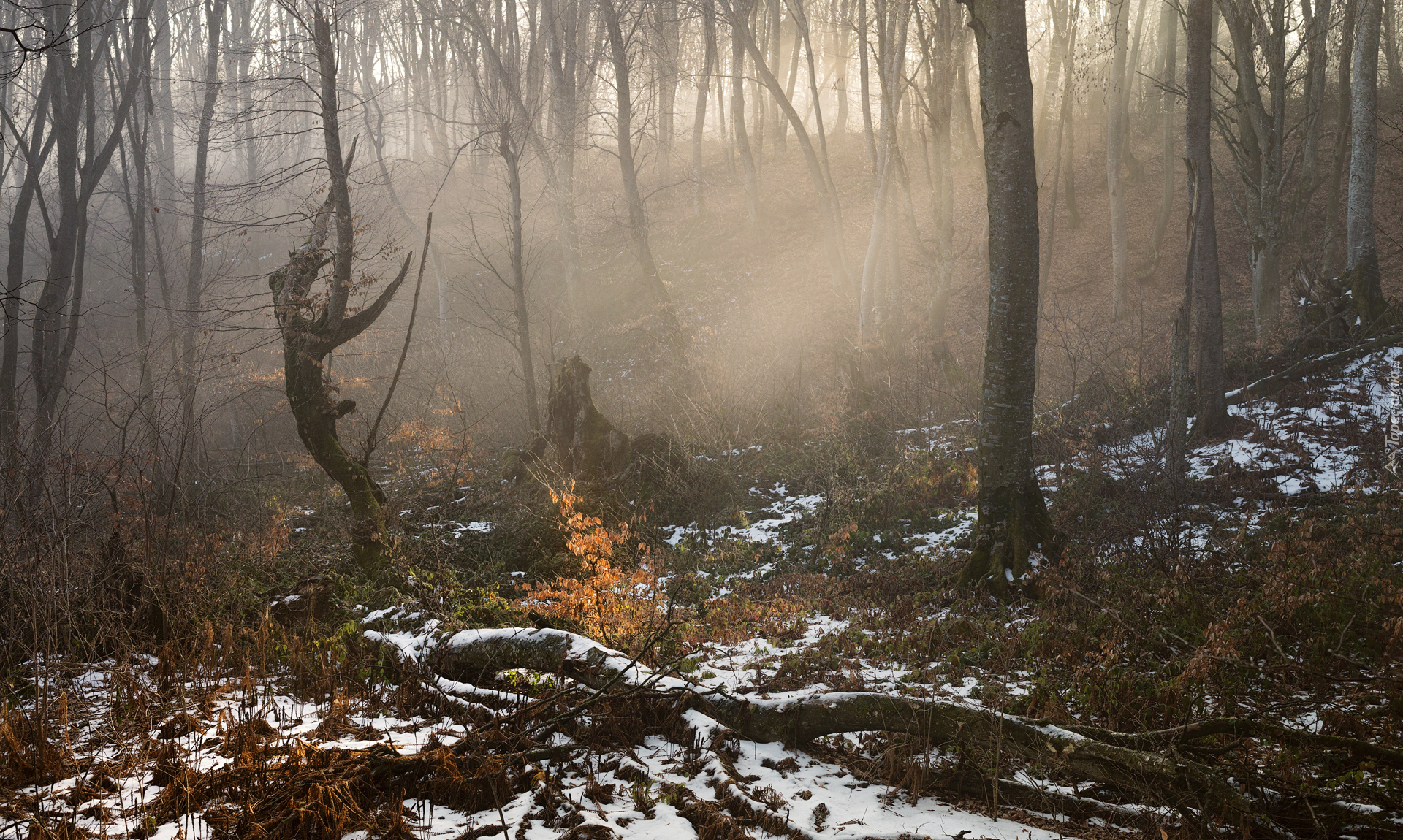 Śnieg, Las, Drzewa, Mgła