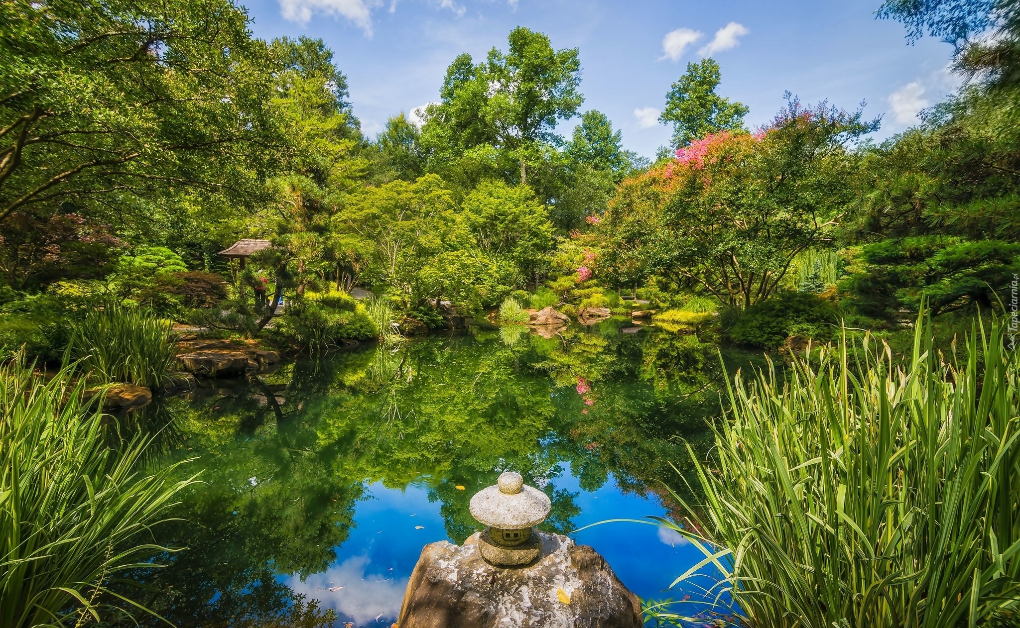 Park, Staw, Drzewa, Roślinność