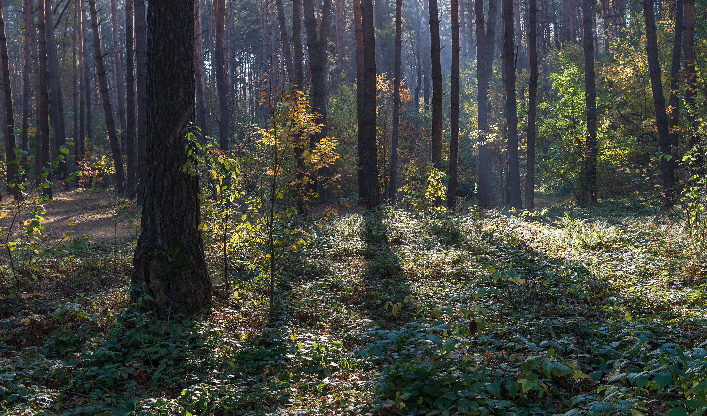 Las, Drzewa, Rośliny, Światło