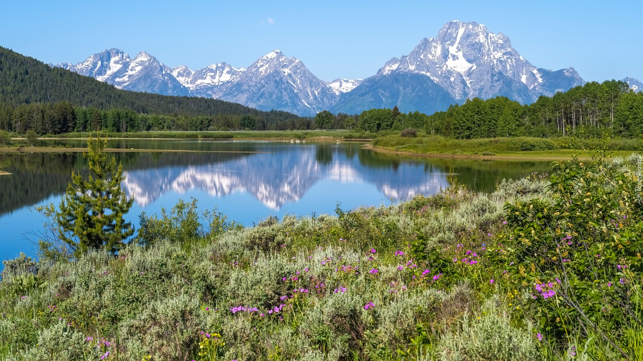 Kwiaty, Trawa, Góry, Rzeka, Snake River, Park Narodowy Grand Teton, Wyoming, Stany Zjednoczone