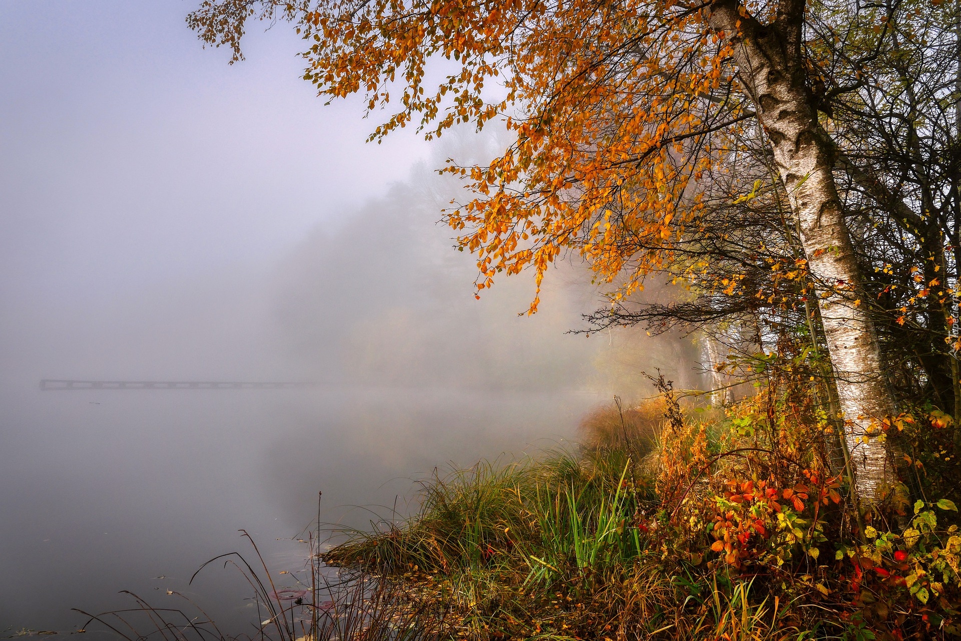 Jesień, Jezioro, Brzoza, Drzewa, Rośliny, Mgła