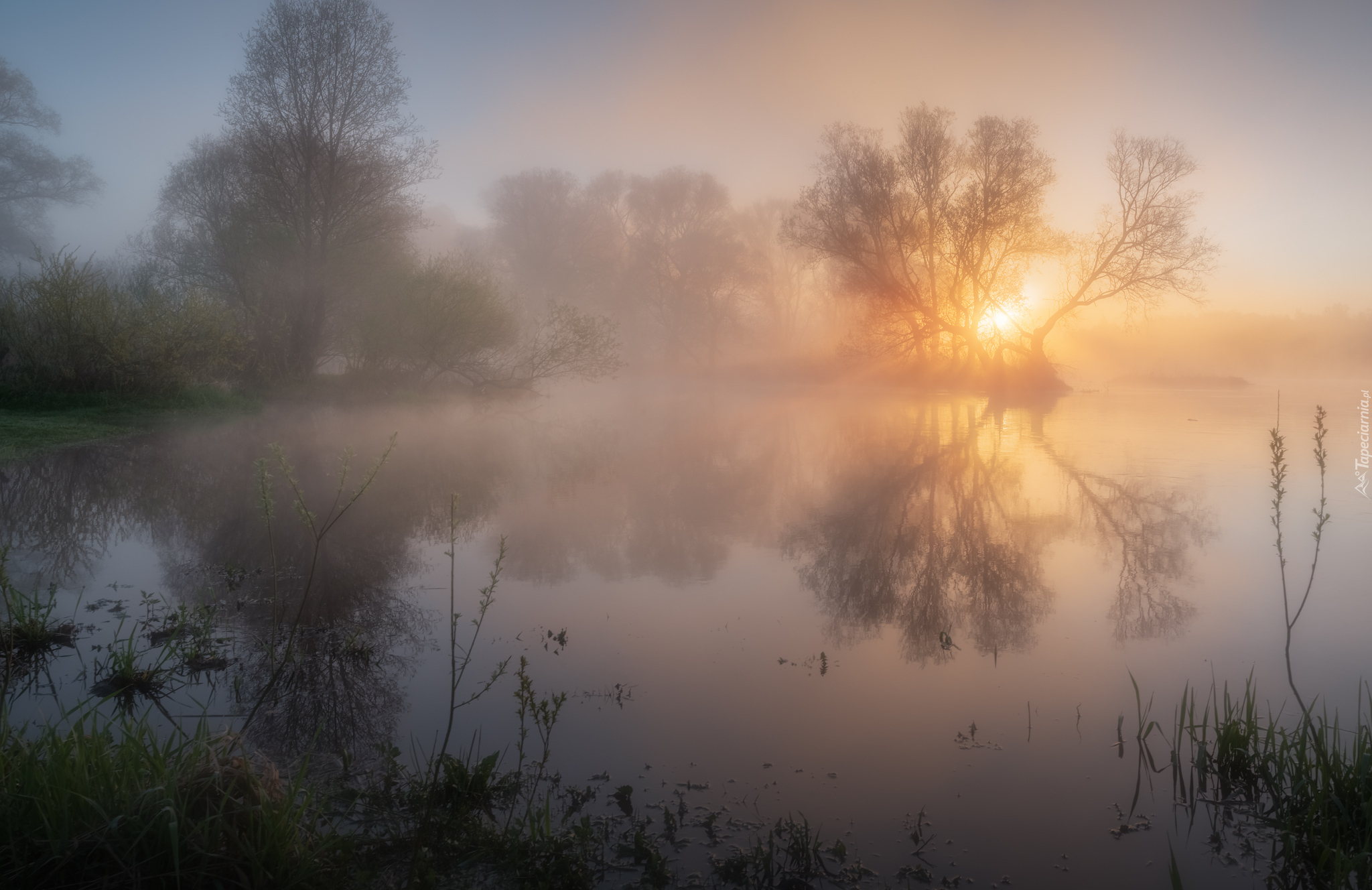 Jezioro, Drzewa, Mgła, Rośliny