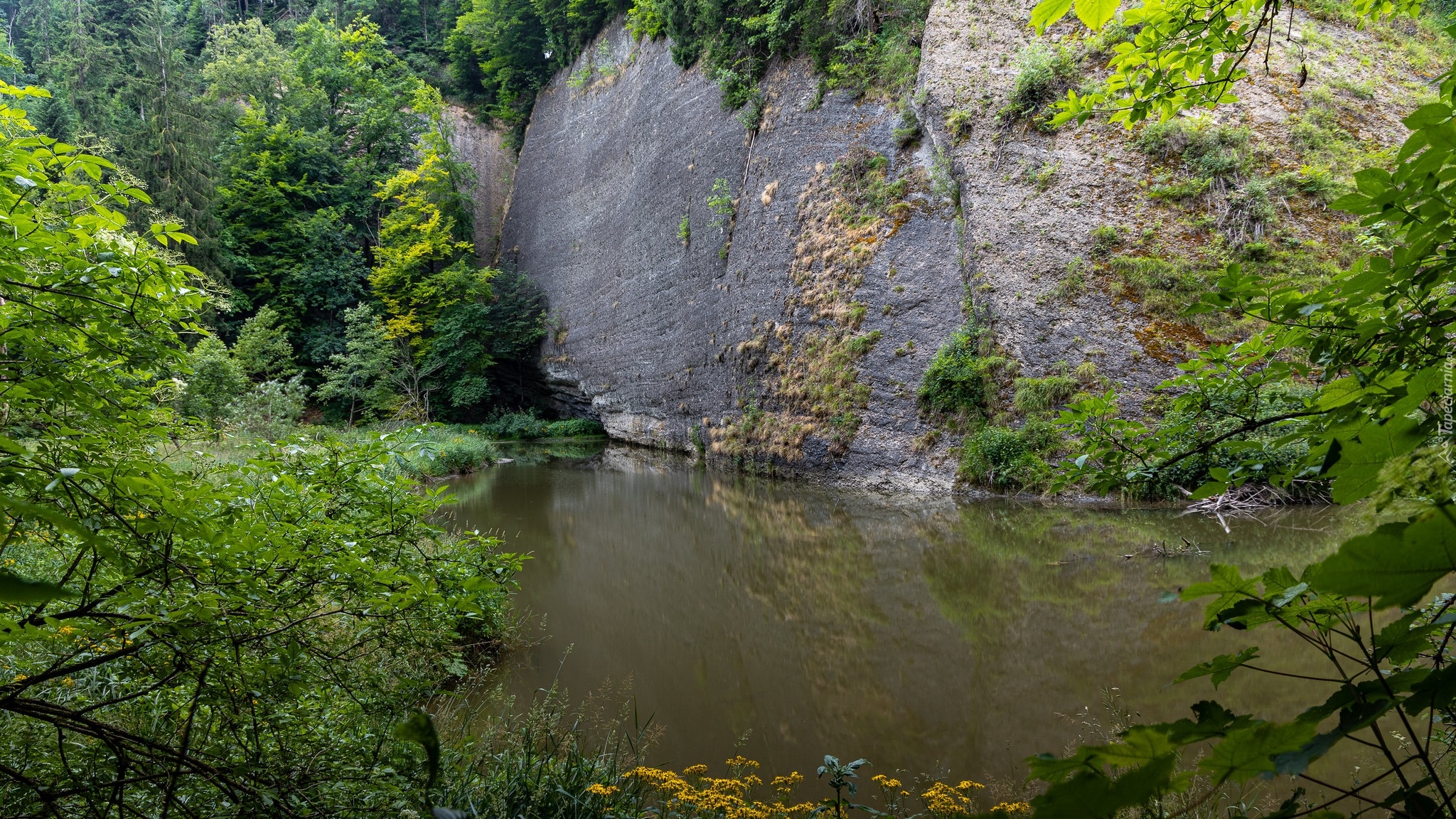 Skały, Jezioro, Rośliny