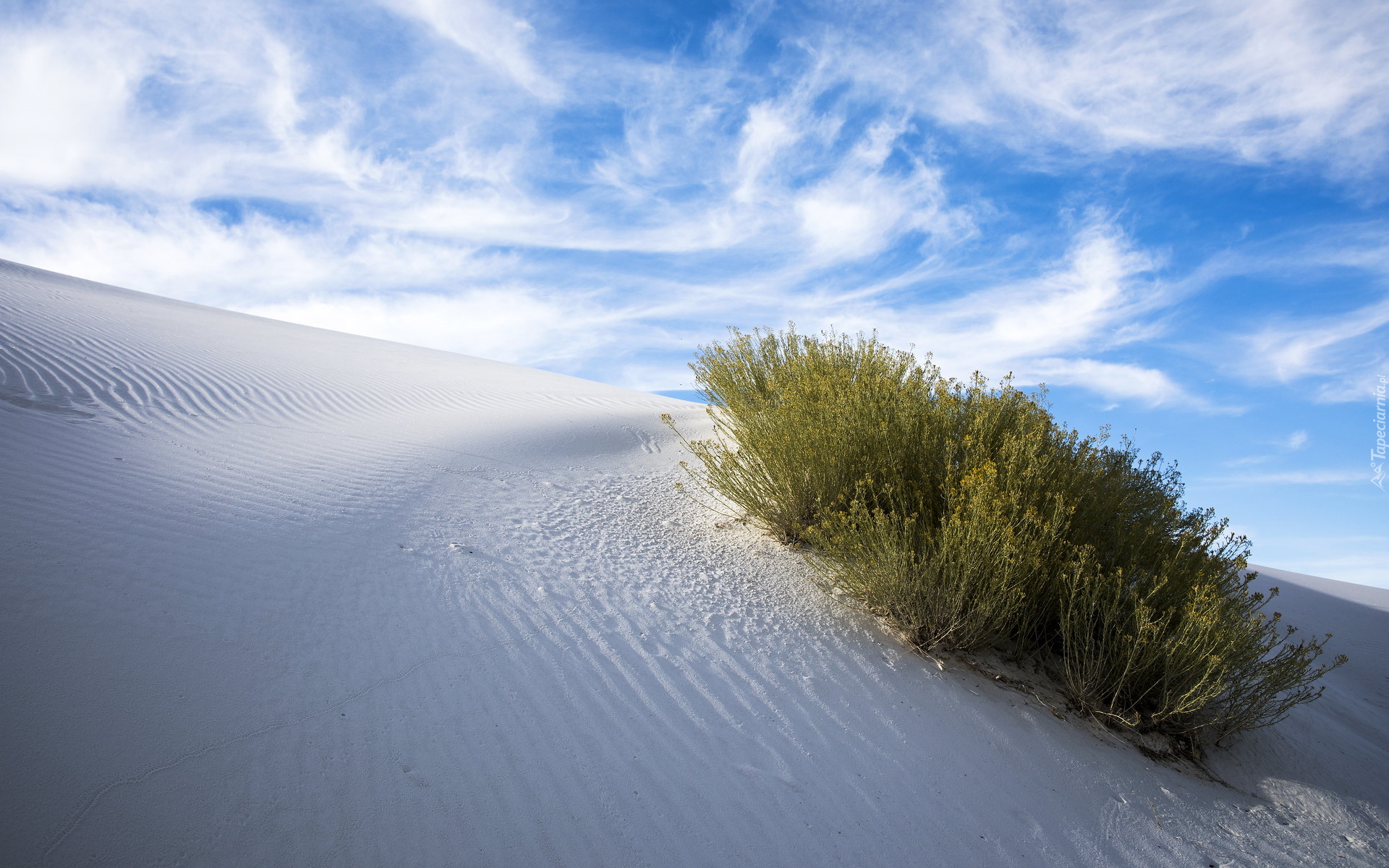 Pustynia, Wydma, Rośliny, Biały, Piasek, Pomnik narodowy, White Sands National Monument, Nowy Meksyk, Stany Zjednoczone