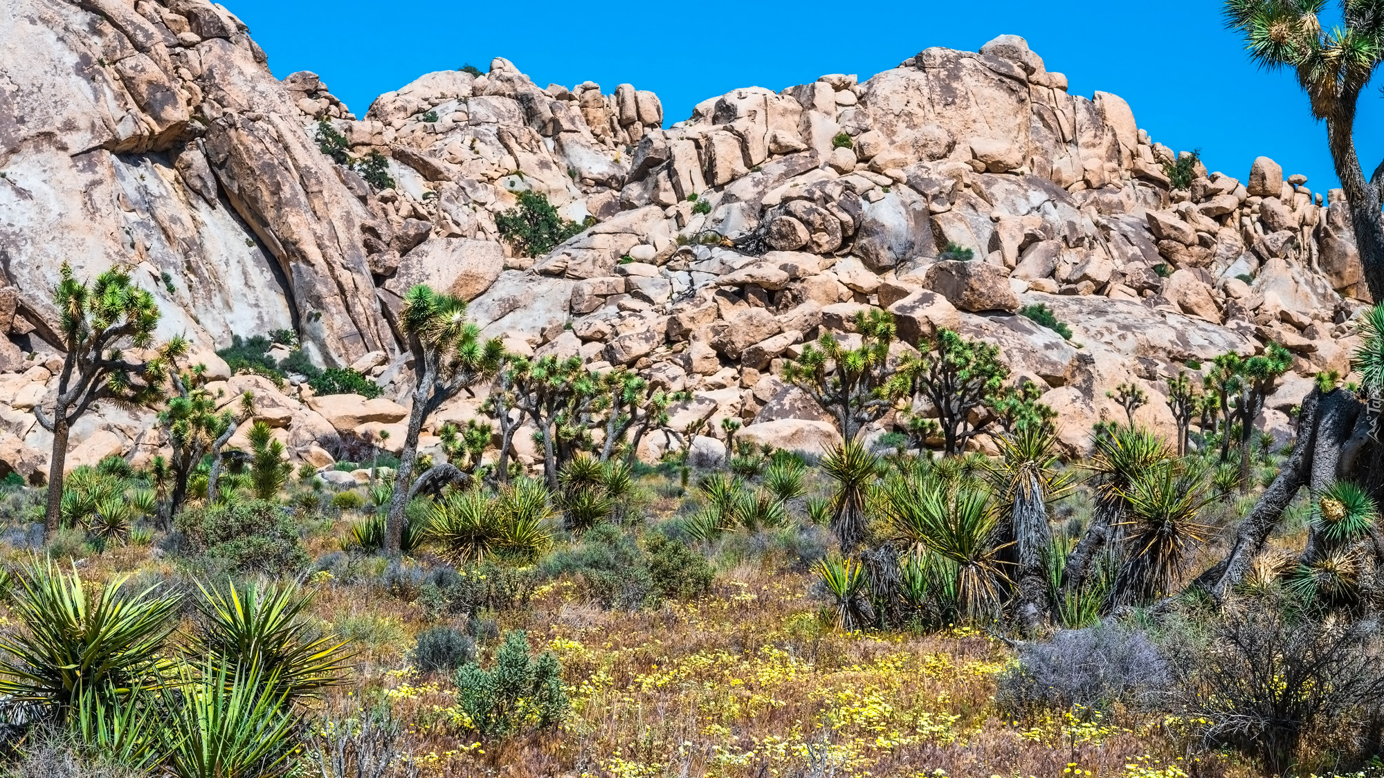 Park Narodowy Joshua Tree, Góry, Rośliny, Kwiaty, Drzewa, Kalifornia, Stany Zjednoczone