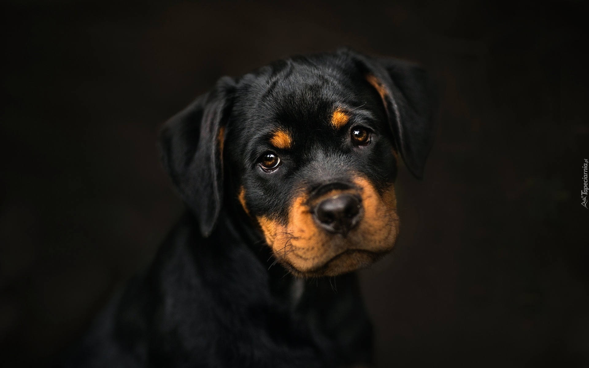 Rottweiler, Szczeniak, Czarne tło