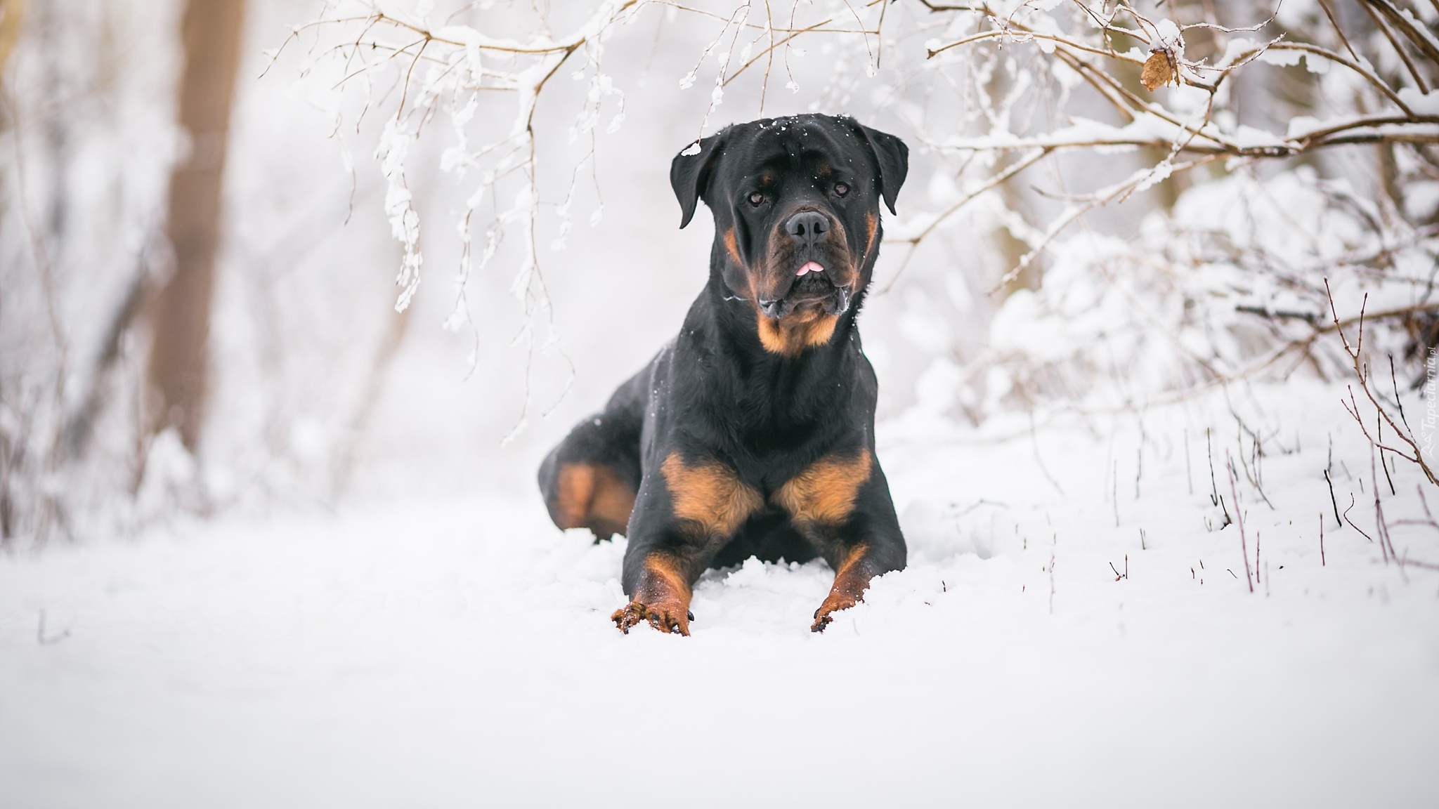 Pies, Rottweiler, Śnieg, Gałązki