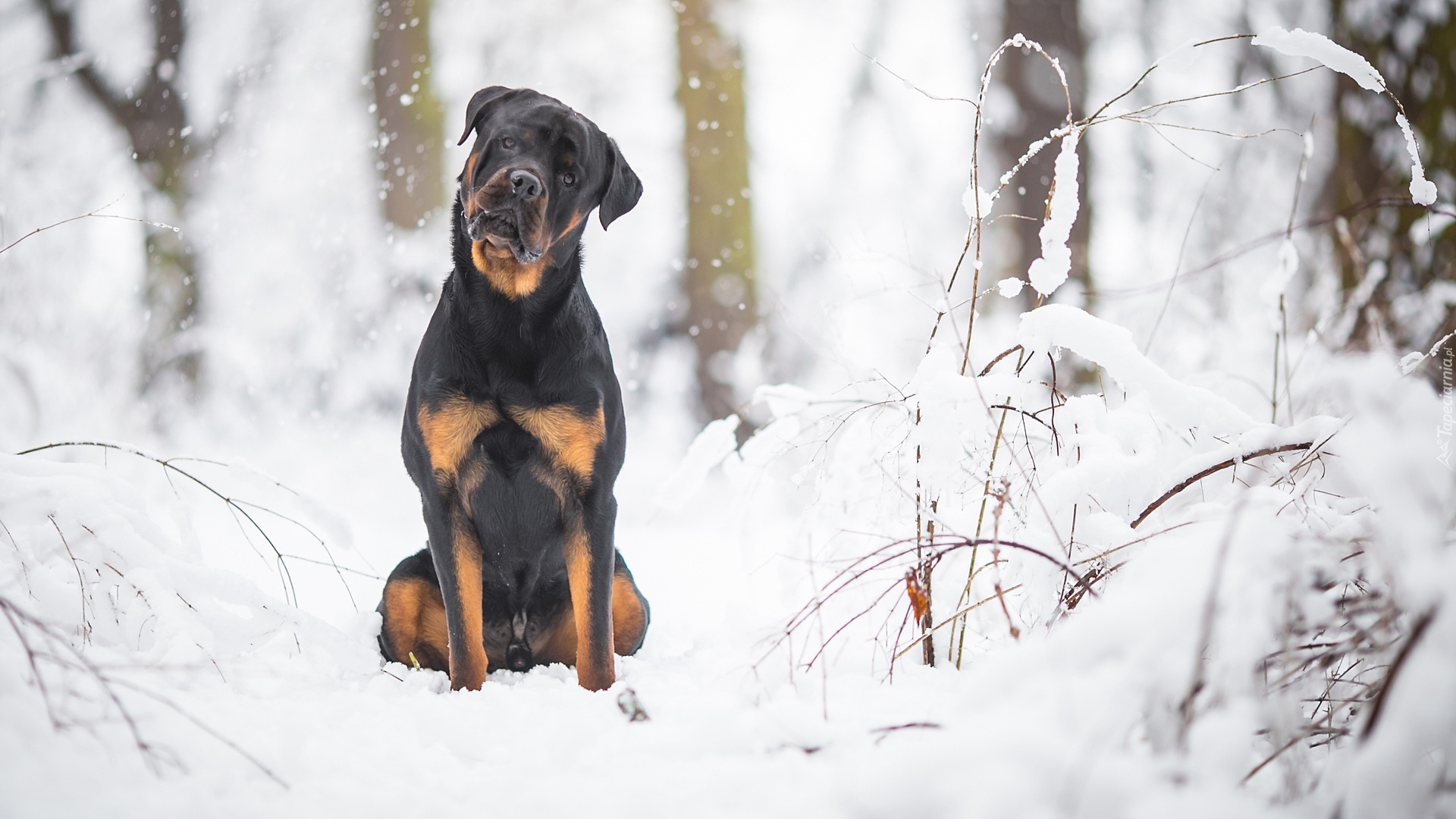 Pies, Rottweiler, Śnieg, Las, Drzewa, Gałązki