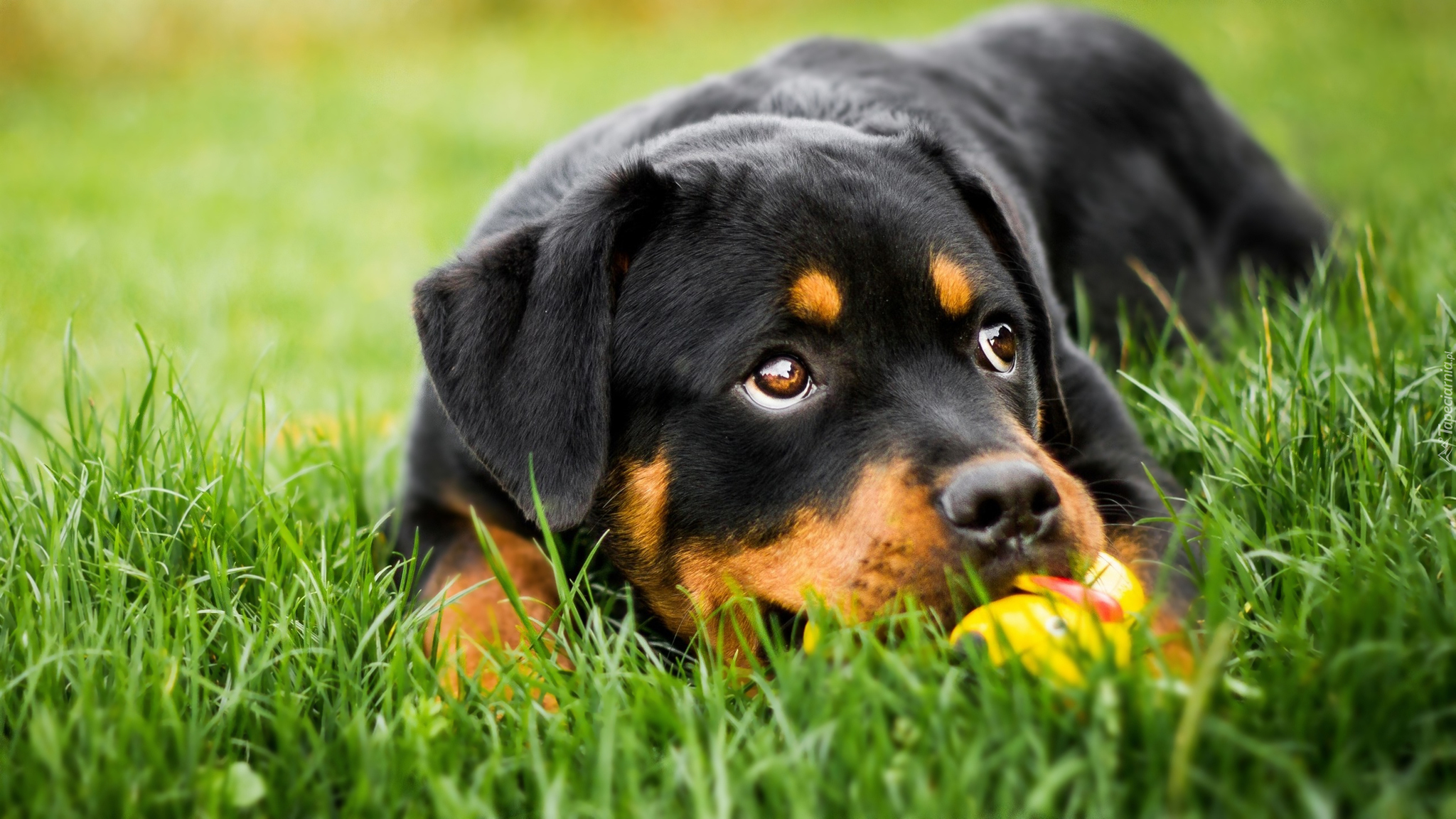 Leżący, Pies, Szczeniak, Rottweiler, Trawa