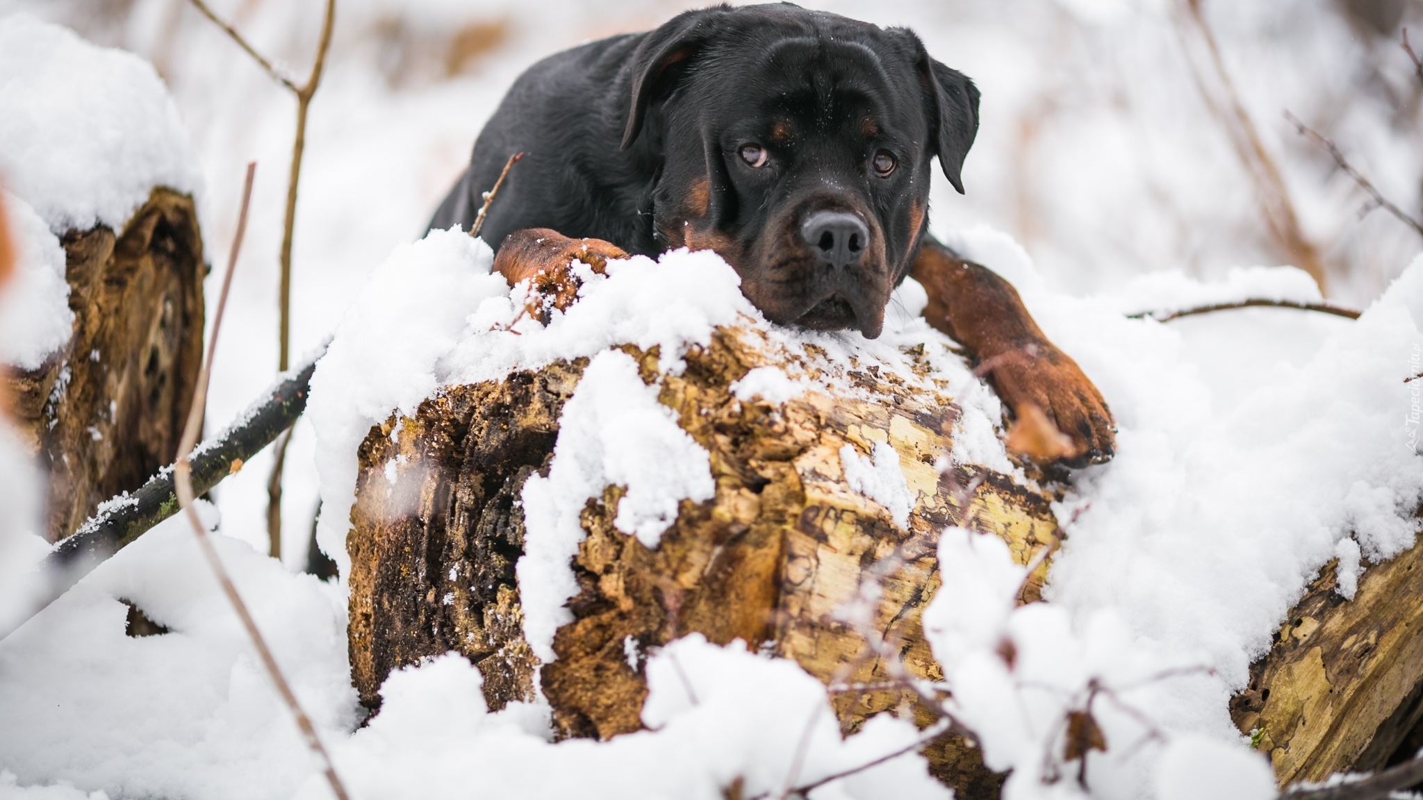 Pies, Rottweiler, Śnieg