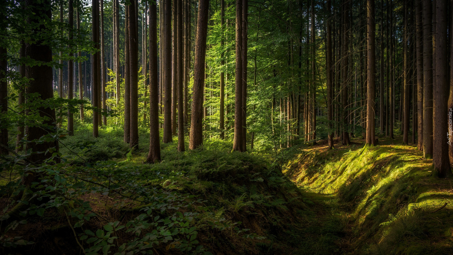 Las, Drzewa, Promienie słońca, Cień, Rów