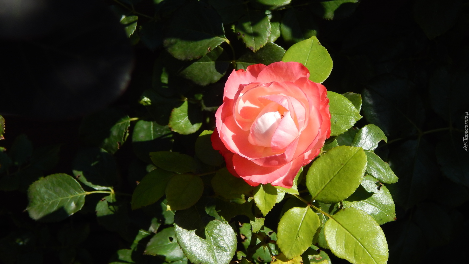 Róża aquarell wielkokwiatowa