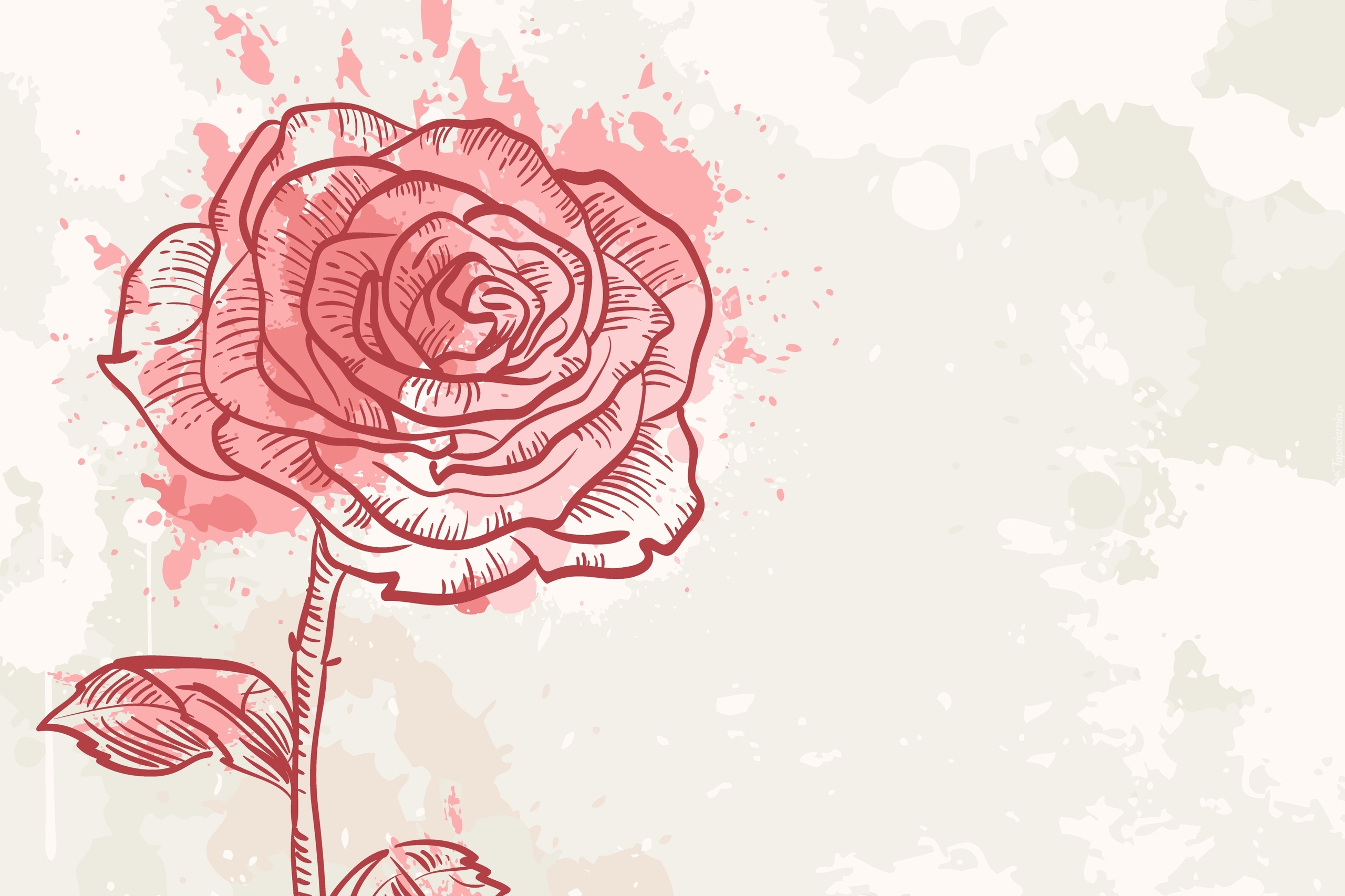 Róża, Grafika 2D, Jasne, Tło