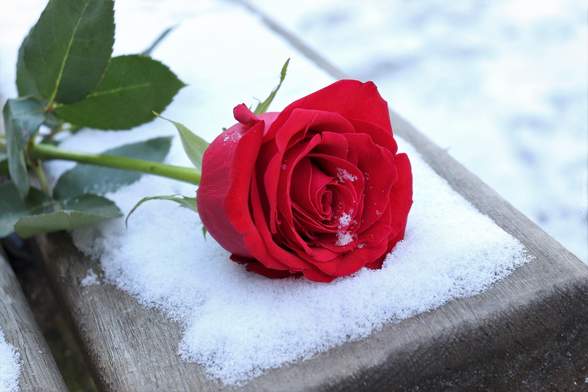Czerwona, Róża, Kwiat, Śnieg
