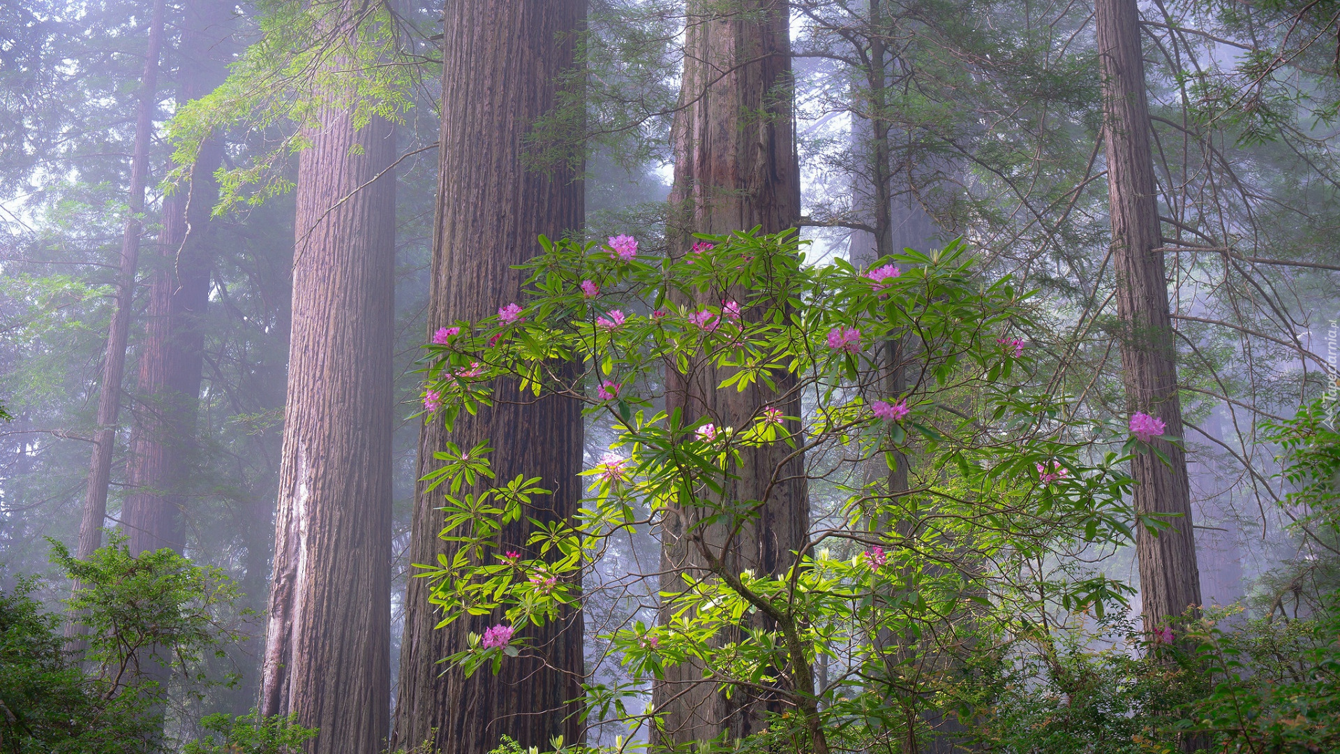 Park Narodowy Redwood, Las, Drzewa, Różanecznik, Kalifornia, Stany Zjednoczone