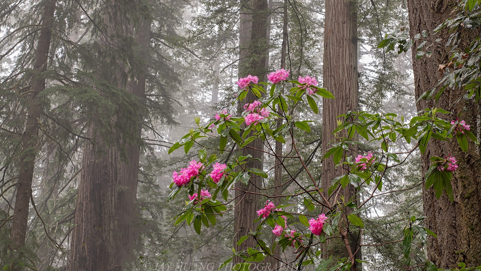Las, Drzewa, Sekwoje, Kwitnący, Krzew, Kwiaty, Różanecznik, Park Narodowy Redwood, Kalifornia, Stany Zjednoczone