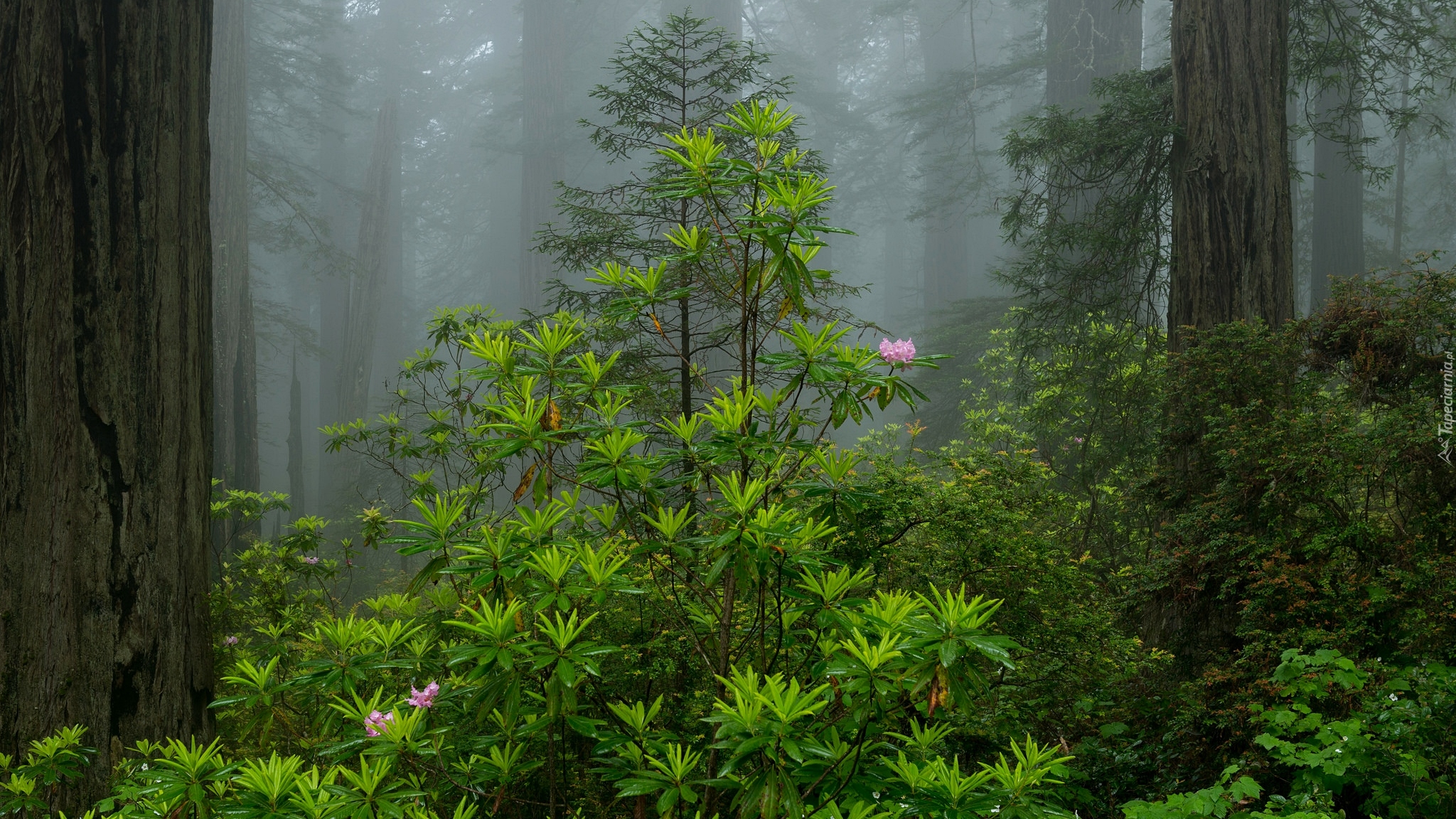 Stany Zjednoczone, Stan Kalifornia, Park Narodowy Redwood, Las, Drzewa, Mgła, Krzew, Różanecznik