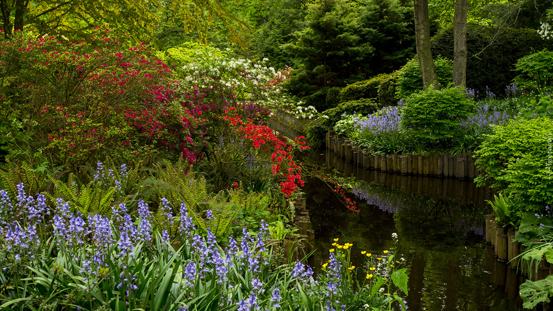 Ogród Keukenhof, Park, Krzewy, Różaneczniki, Kwiaty, Dzwonki, Staw, Drzewa, Lisse, Holandia
