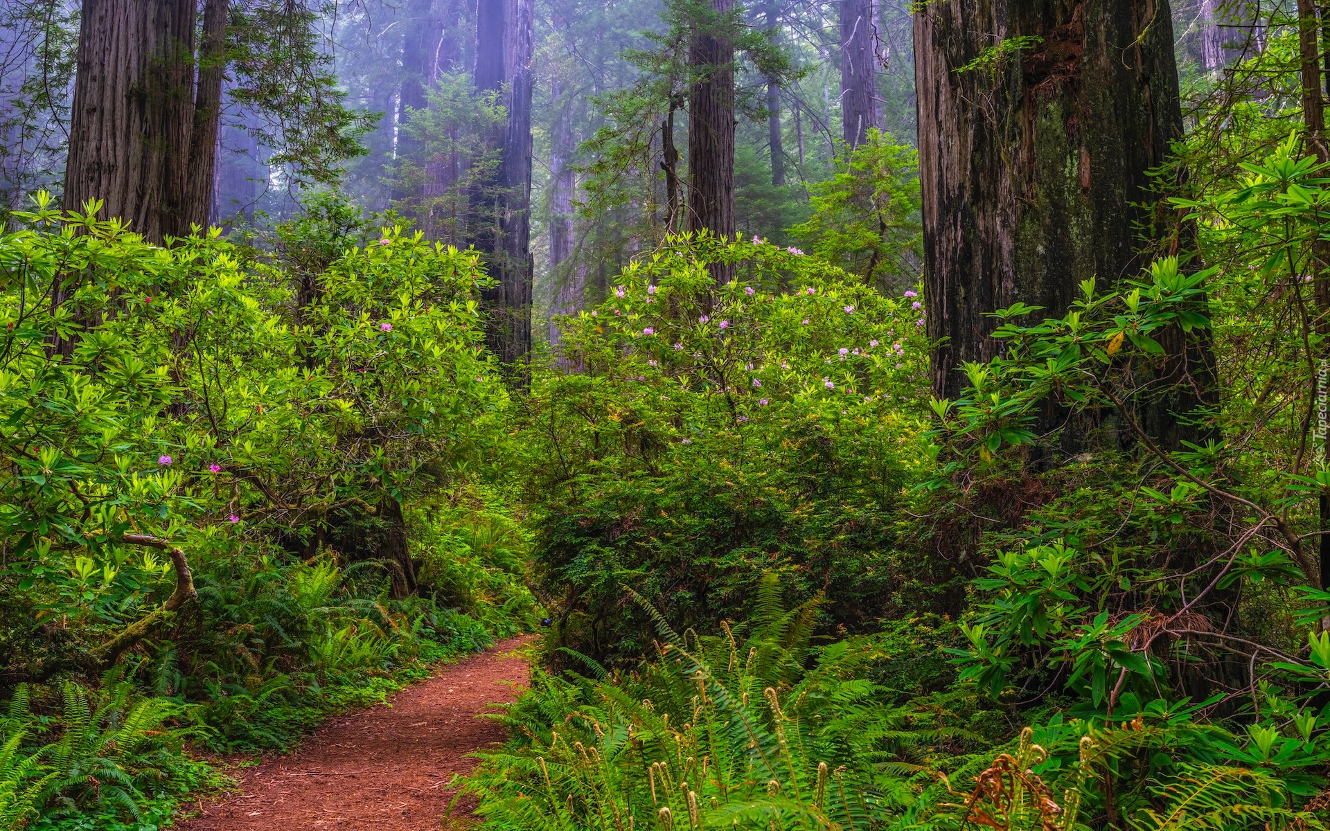Stany Zjednoczone, Kalifornia, Park Narodowy Redwood, Las, Sekwoje, Różaneczniki, Paprocie, Ścieżka